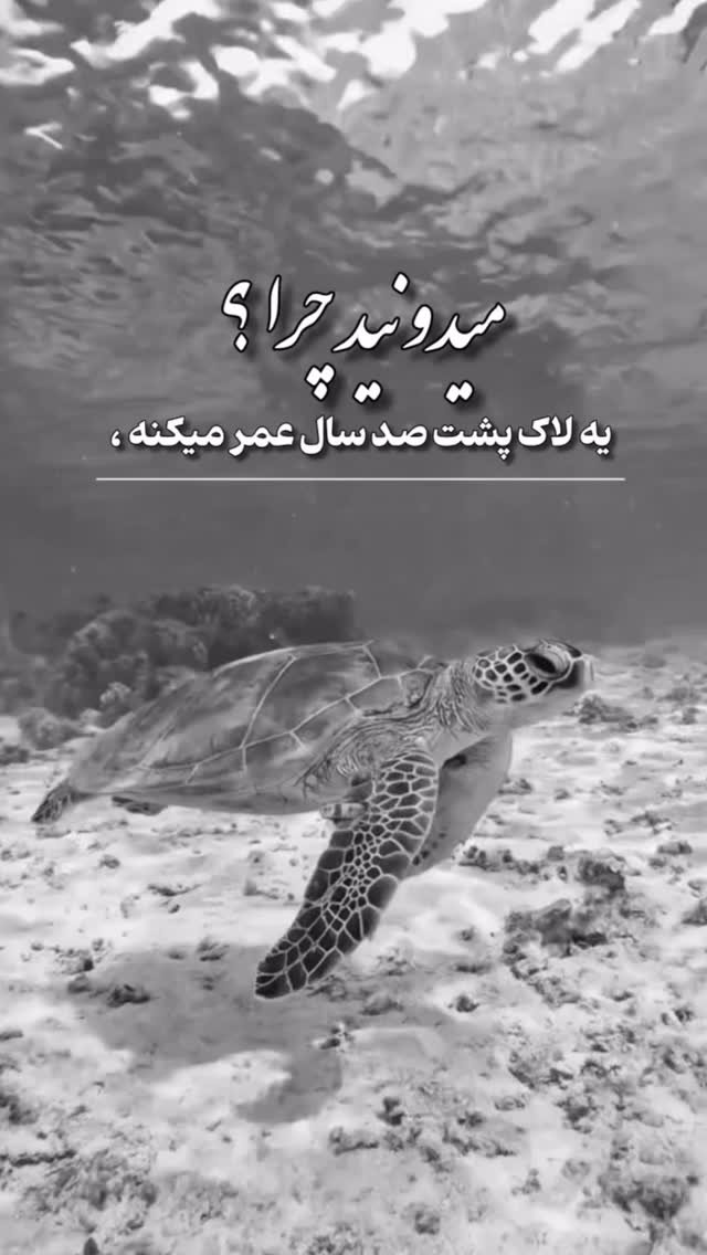  جدید ترین استوری اینستاگرام محمد نوازی