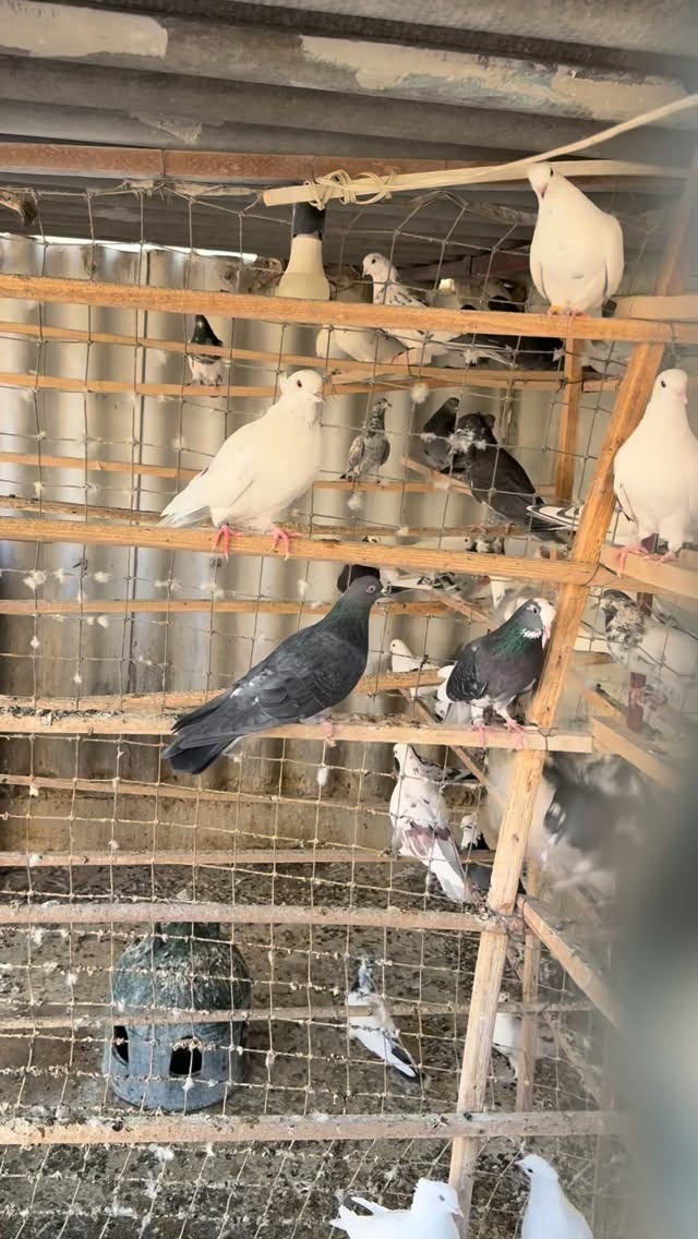  جدید ترین استوری اینستاگرام محمد معماریان
