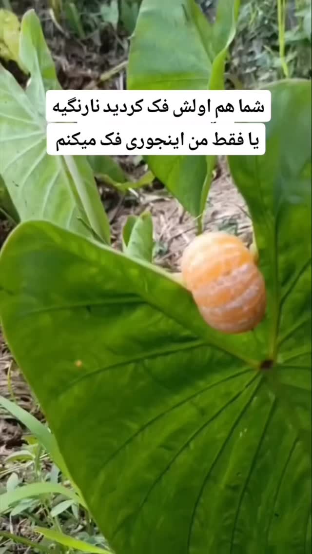  جدید ترین استوری اینستاگرام محمد معماریان