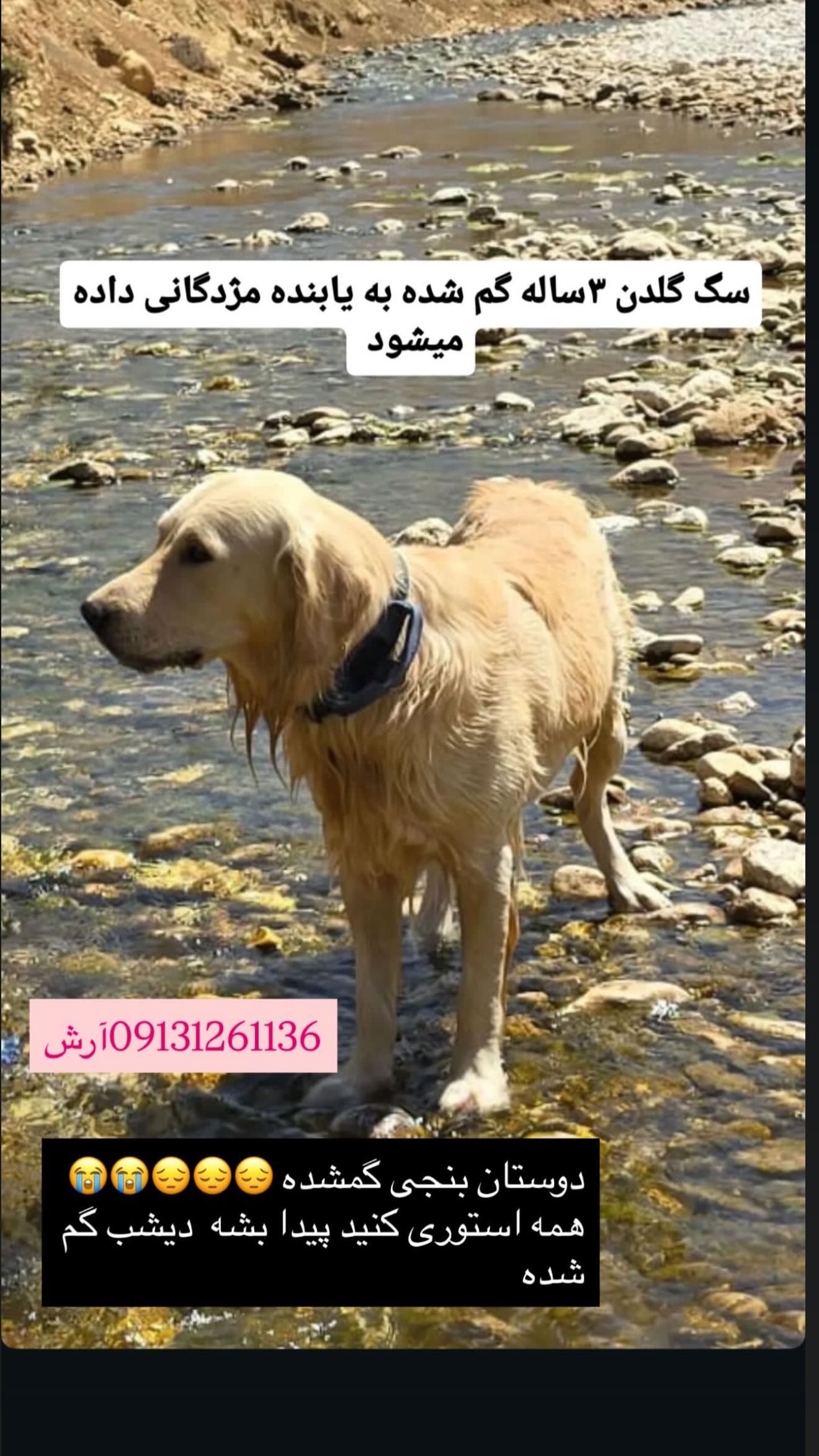  جدید ترین استوری اینستاگرام محمد پرورش