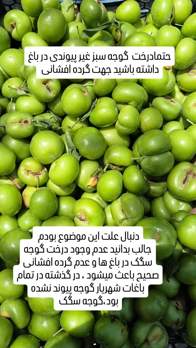 جدید ترین استوری اینستاگرام محمد شهمیری