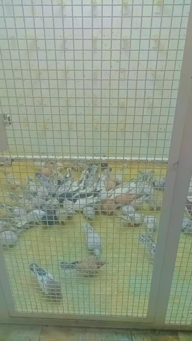  جدید ترین استوری اینستاگرام محمد حاجی زاده