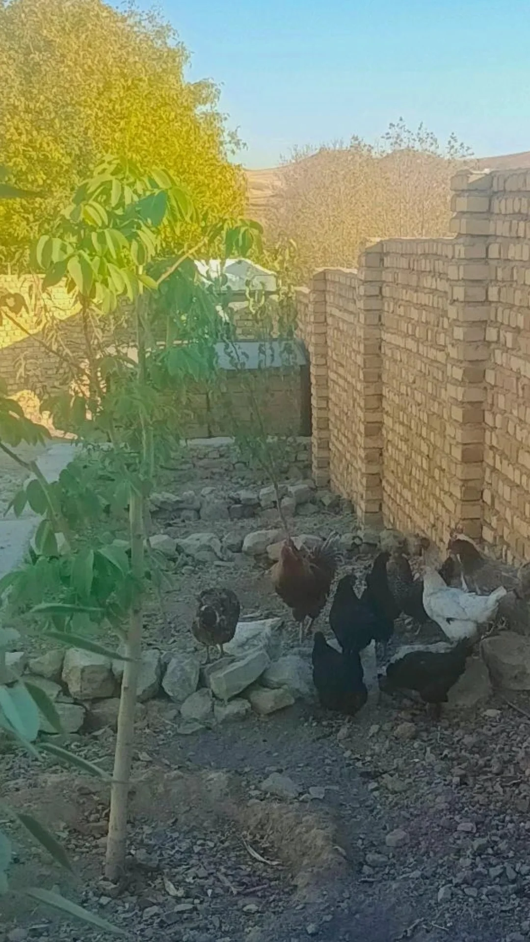  جدید ترین استوری اینستاگرام محمد حاجی زاده