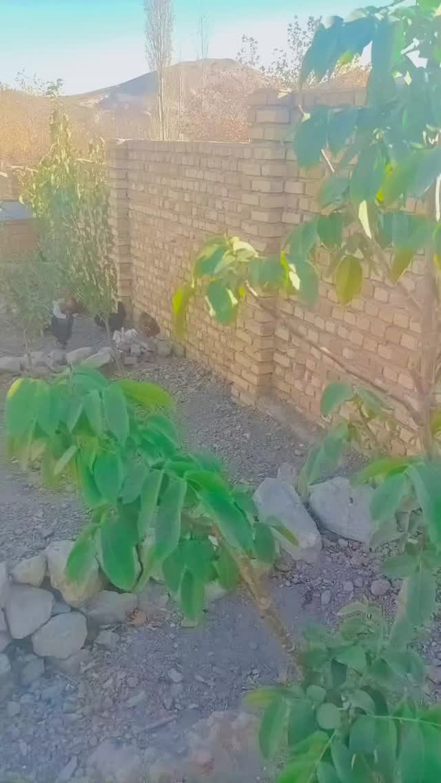  جدید ترین استوری اینستاگرام محمد حاجی زاده