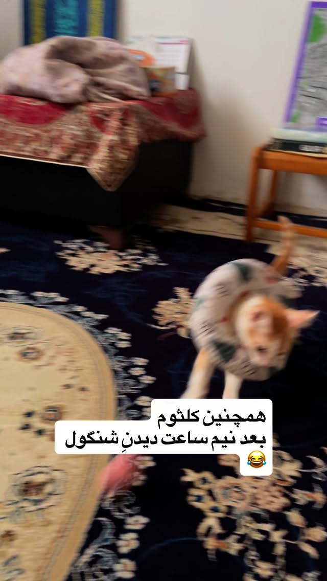  جدید ترین استوری اینستاگرام محمد نقدی