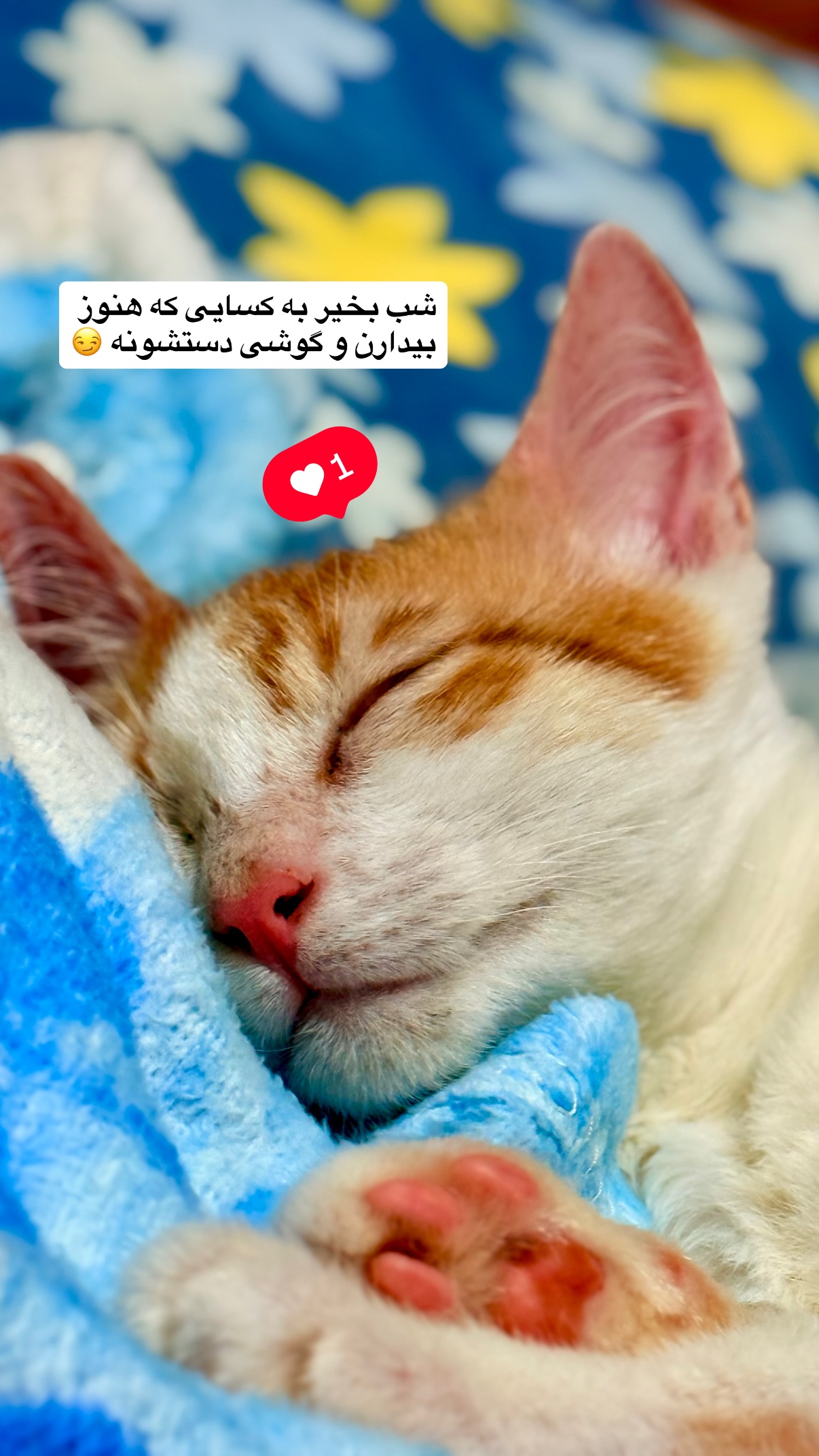  جدید ترین استوری اینستاگرام محمد نقدی