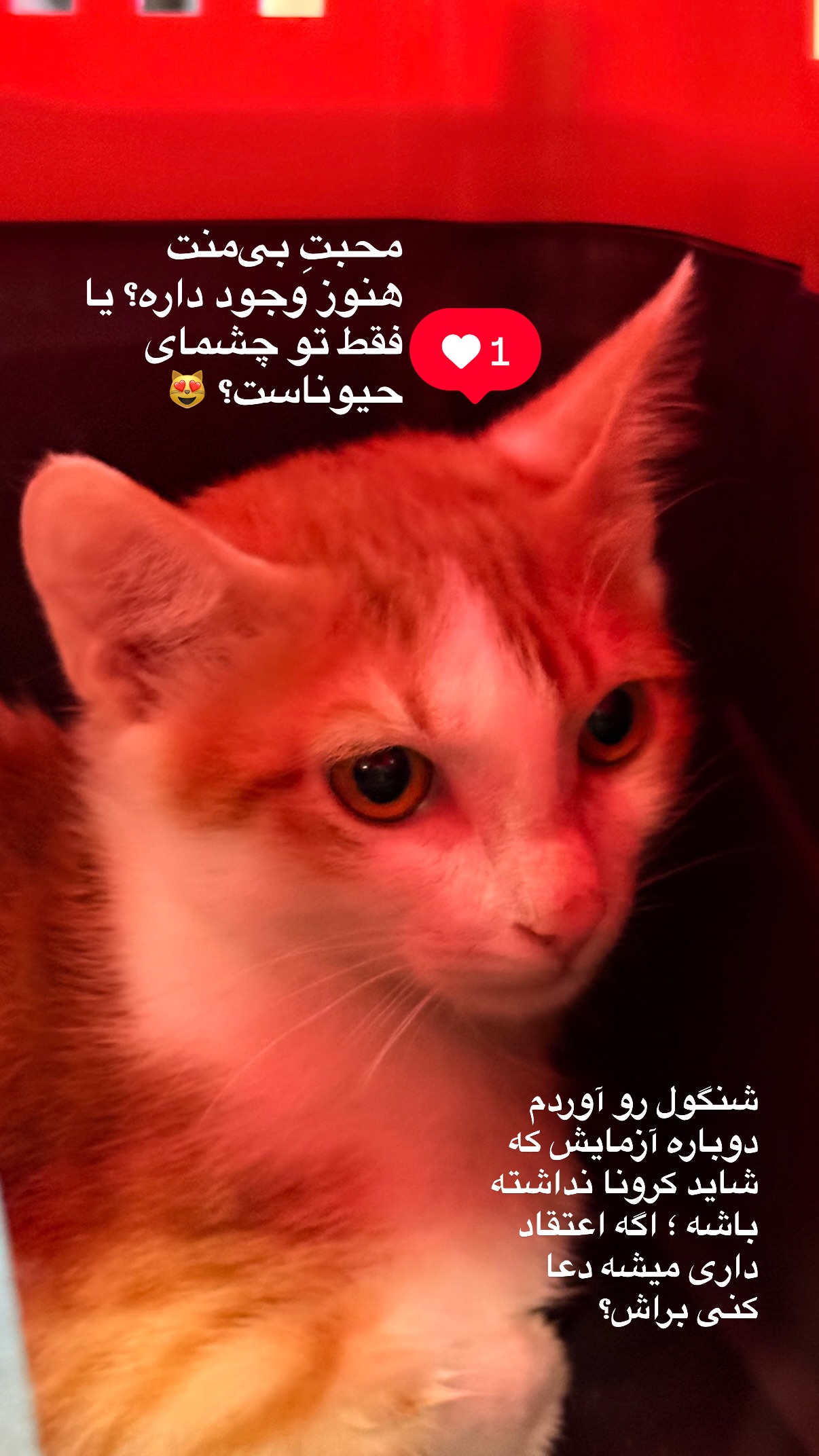  جدید ترین استوری اینستاگرام محمد نقدی