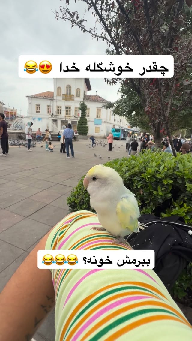  جدید ترین استوری اینستاگرام محمد نقدی