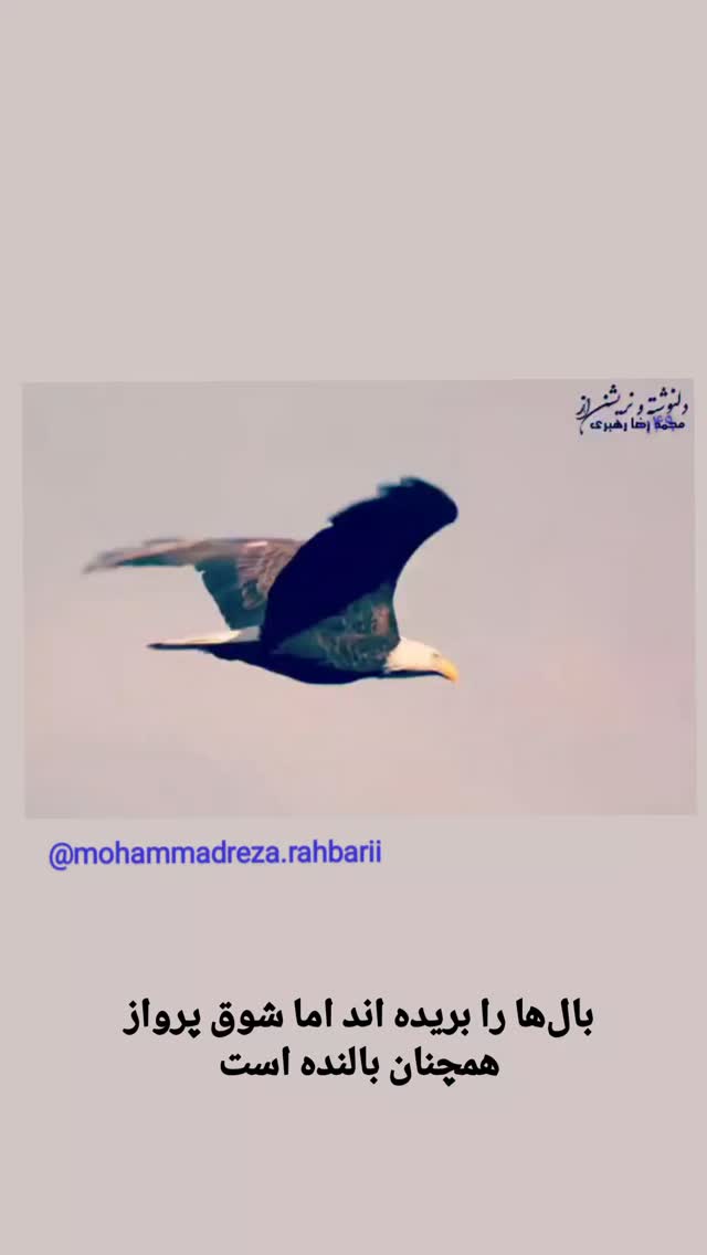  جدید ترین استوری اینستاگرام محمدرضا رهبری
