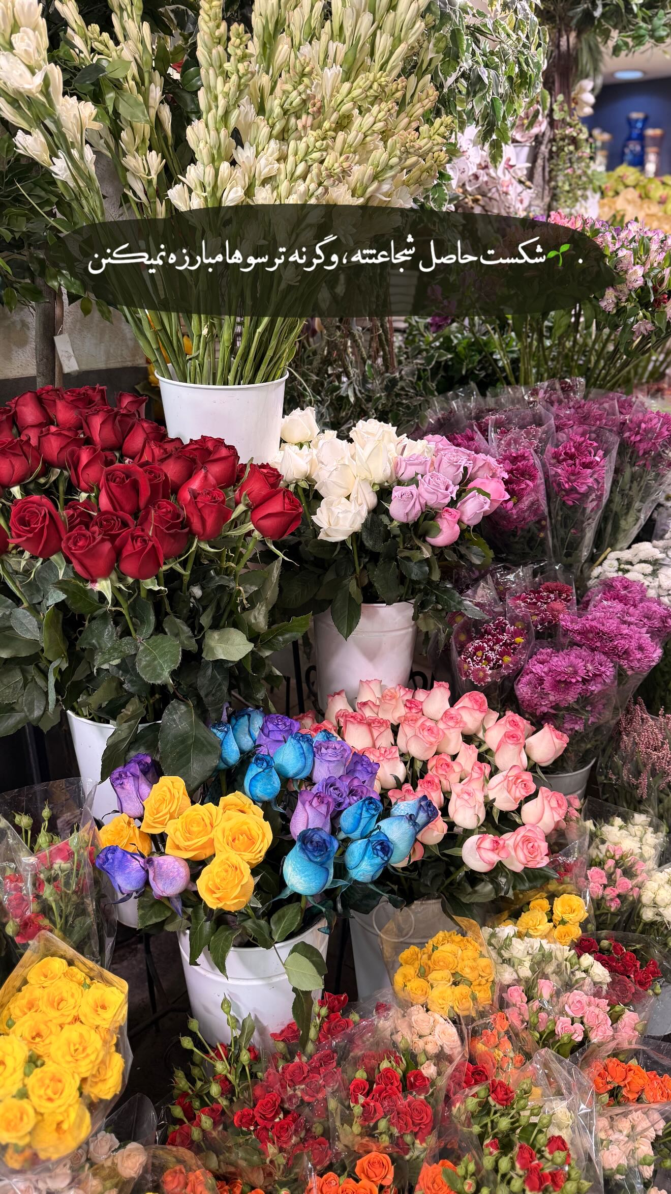  جدید ترین استوری اینستاگرام محی