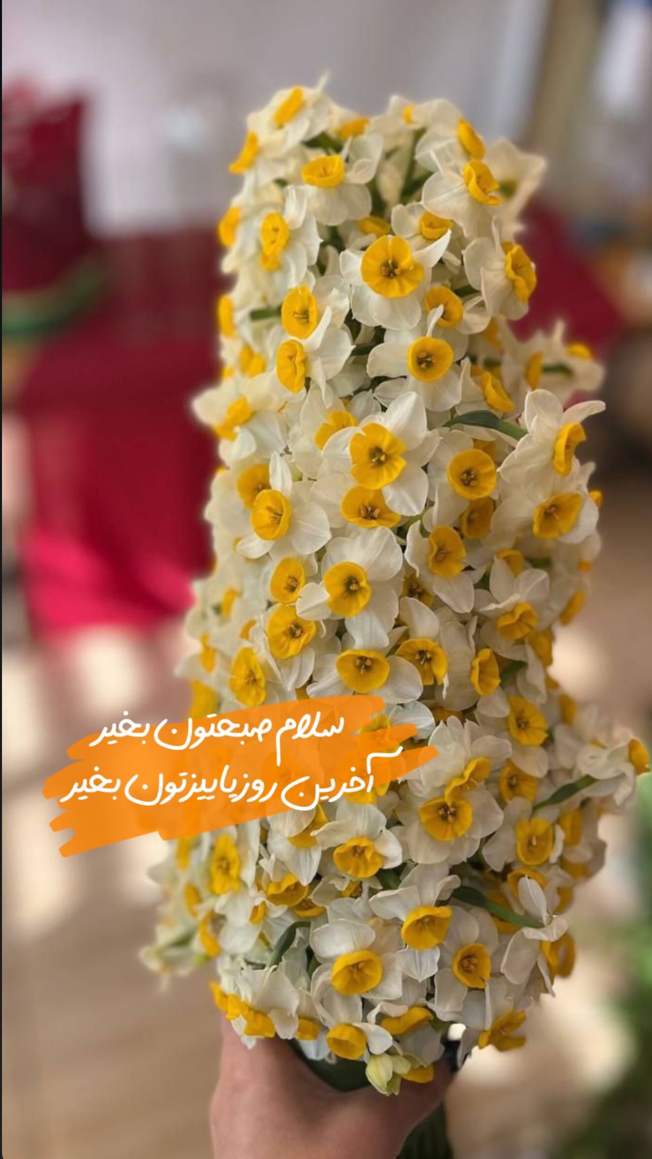  جدید ترین استوری اینستاگرام محی