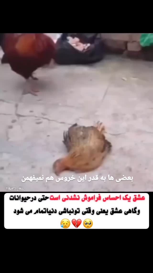  جدید ترین استوری اینستاگرام مختار سائقی