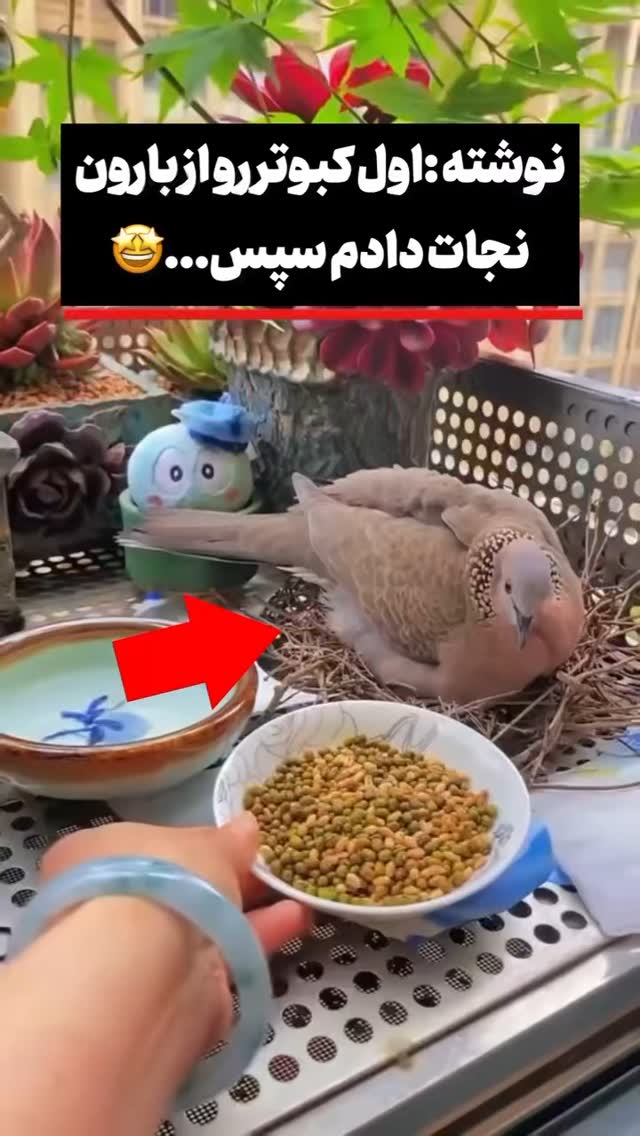  جدید ترین استوری اینستاگرام مختار سائقی