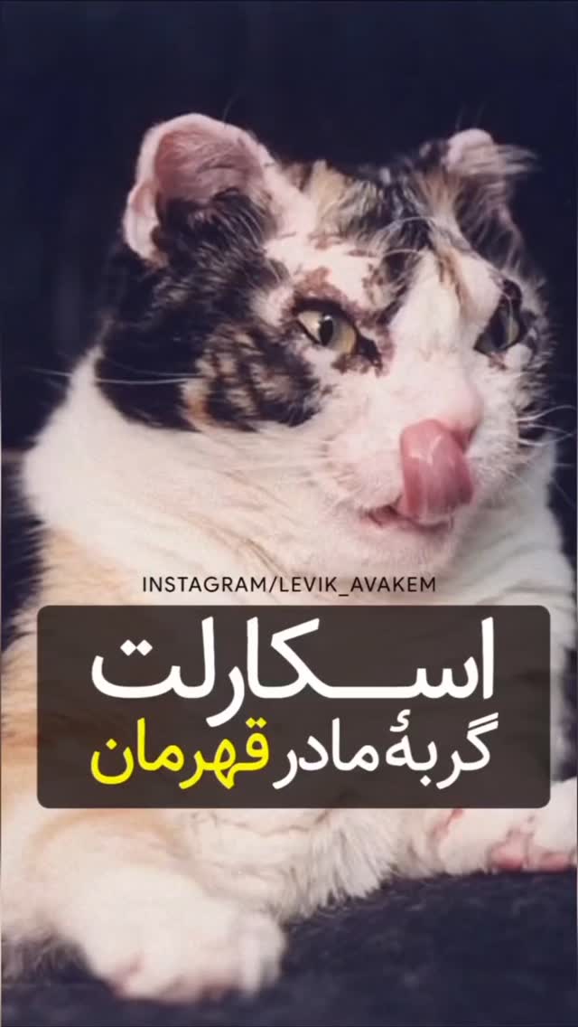  جدید ترین استوری اینستاگرام مختار سائقی