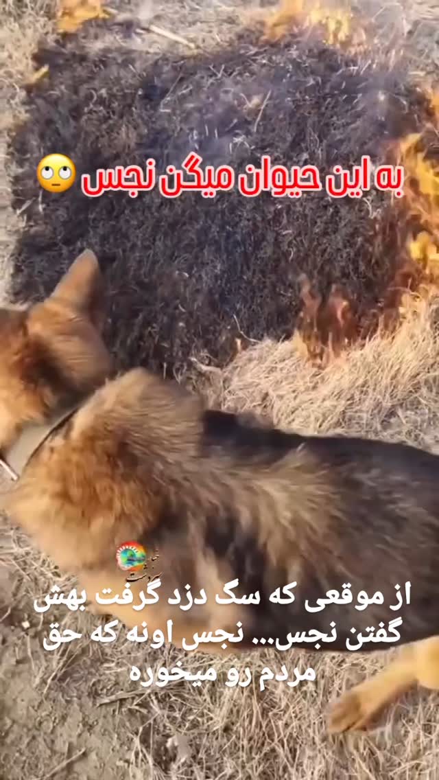  جدید ترین استوری اینستاگرام مختار سائقی