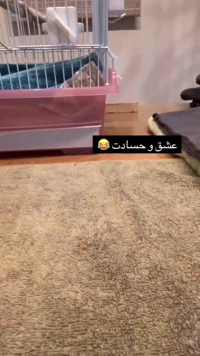  جدید ترین استوری اینستاگرام مختار سائقی