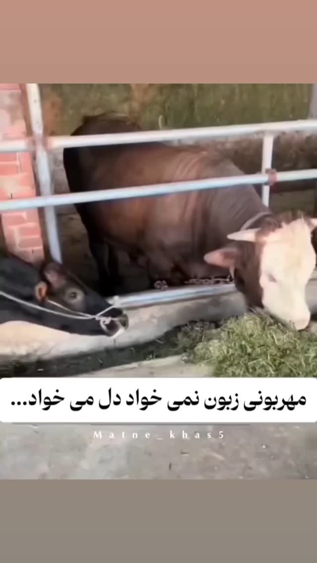  جدید ترین استوری اینستاگرام مختار سائقی