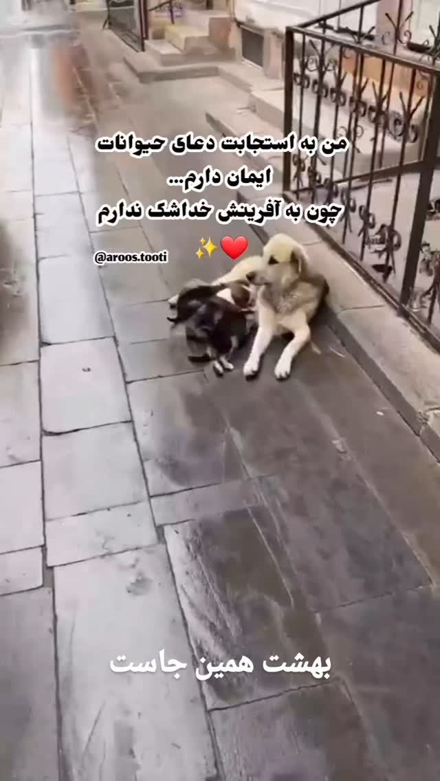  جدید ترین استوری اینستاگرام مختار سائقی