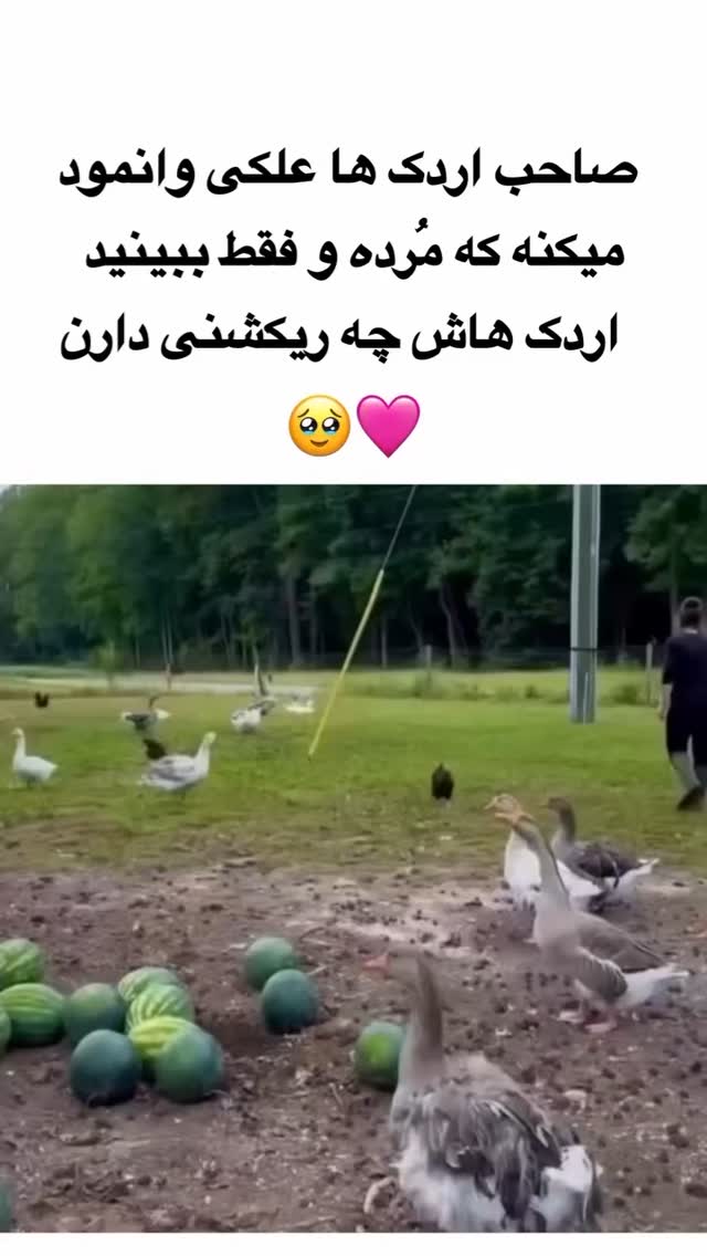  جدید ترین استوری اینستاگرام مختار سائقی