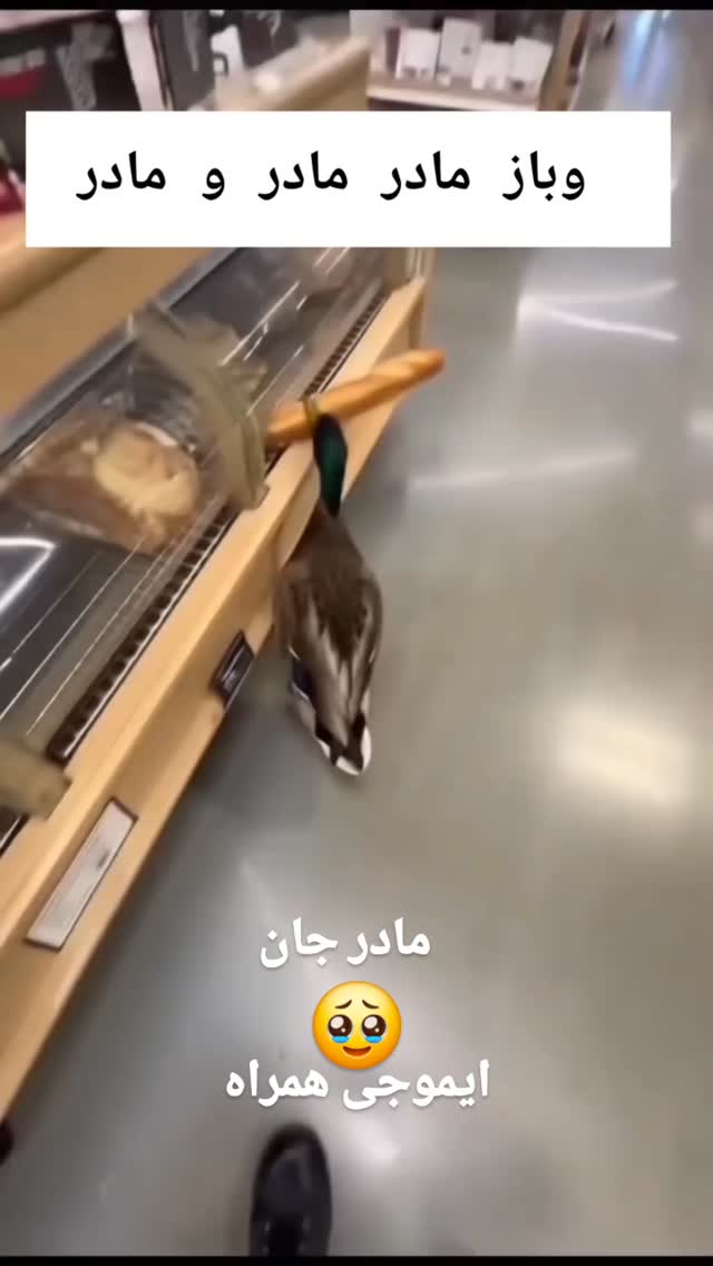  جدید ترین استوری اینستاگرام مختار سائقی