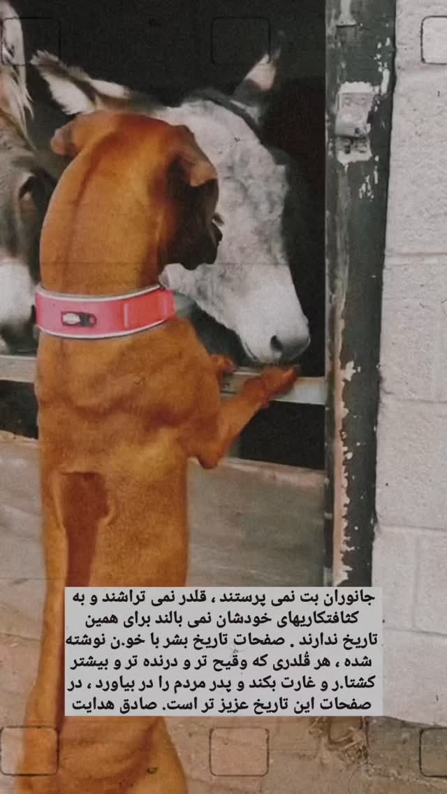  جدید ترین استوری اینستاگرام مختار سائقی
