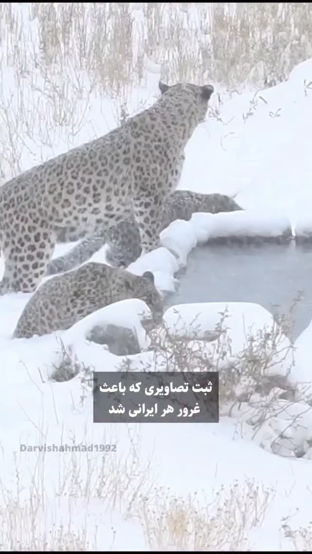  جدید ترین استوری اینستاگرام مختار سائقی
