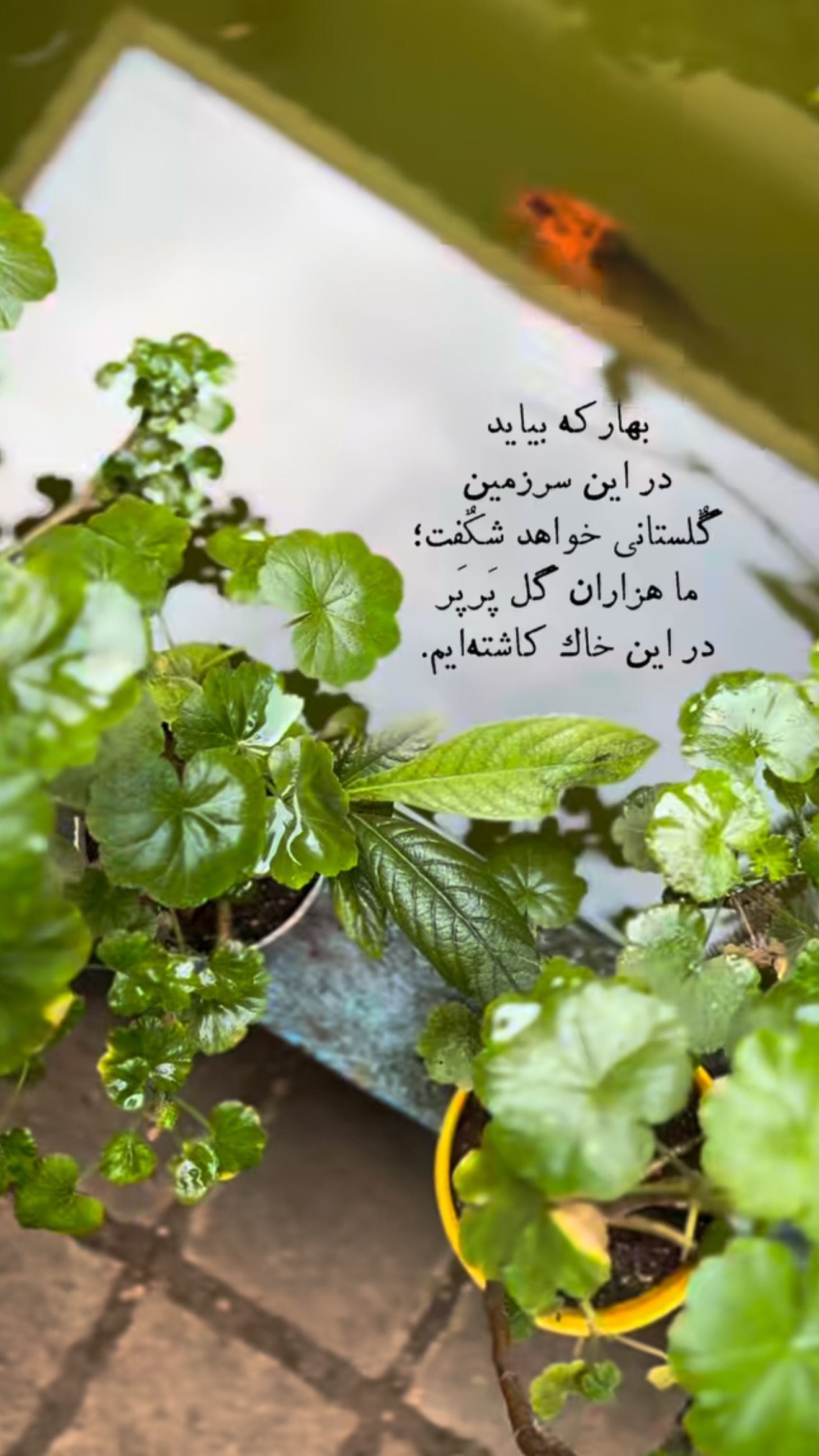  جدید ترین استوری اینستاگرام مامی آزاده