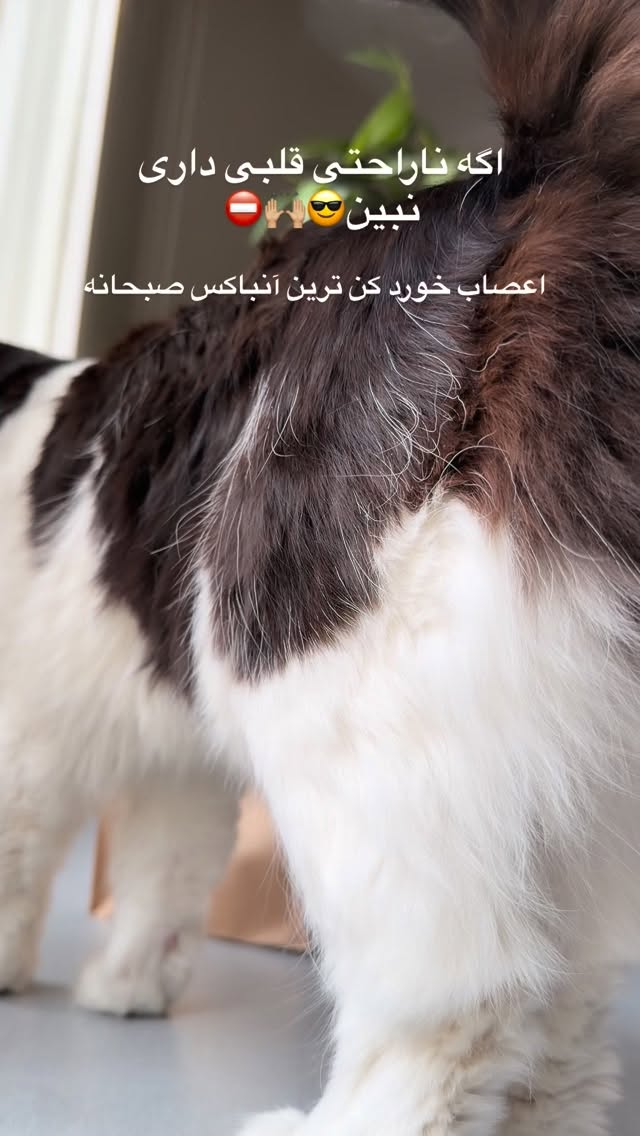  جدید ترین استوری اینستاگرام مونا باقر قلیچی