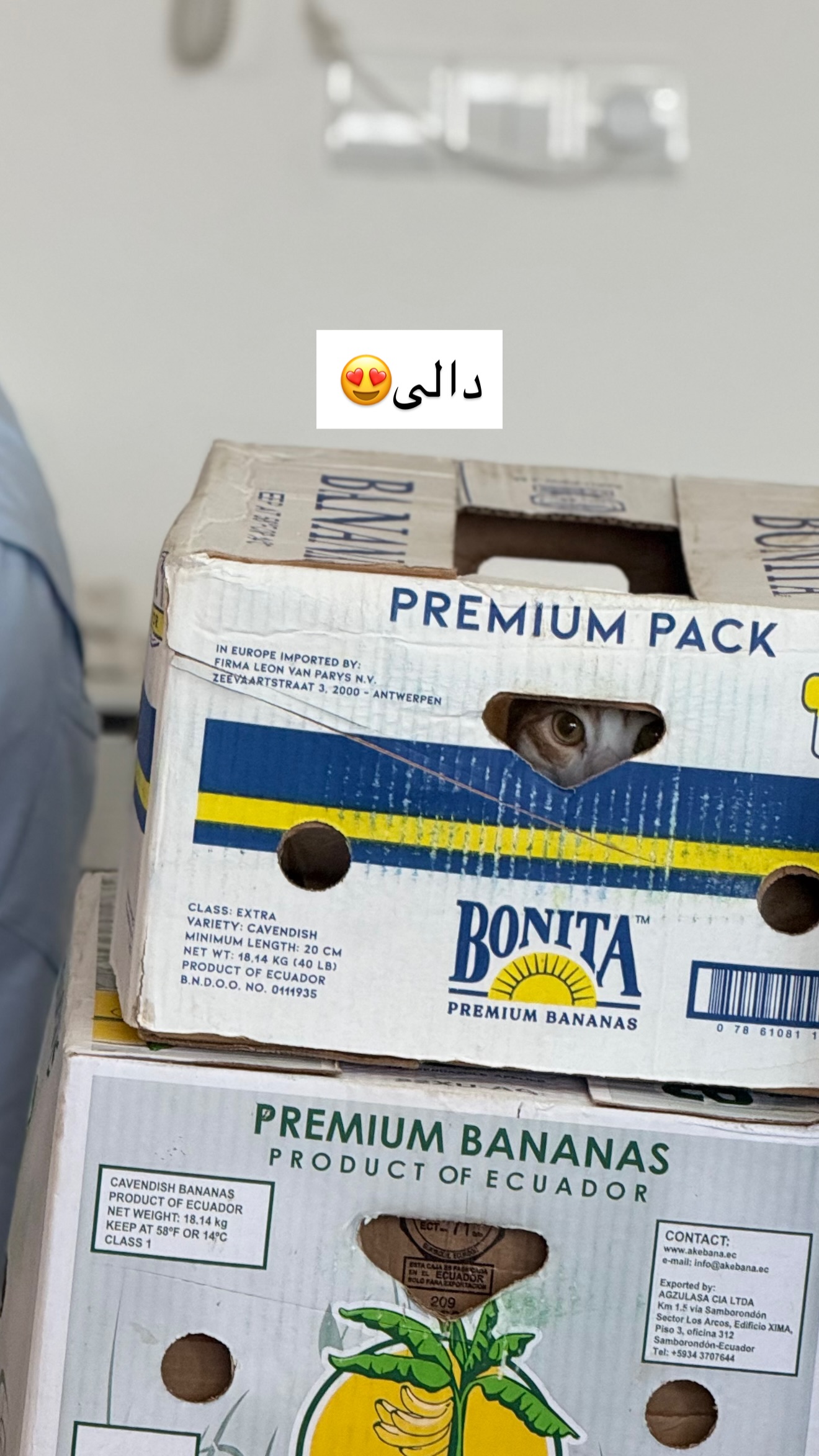  جدید ترین استوری اینستاگرام مونا