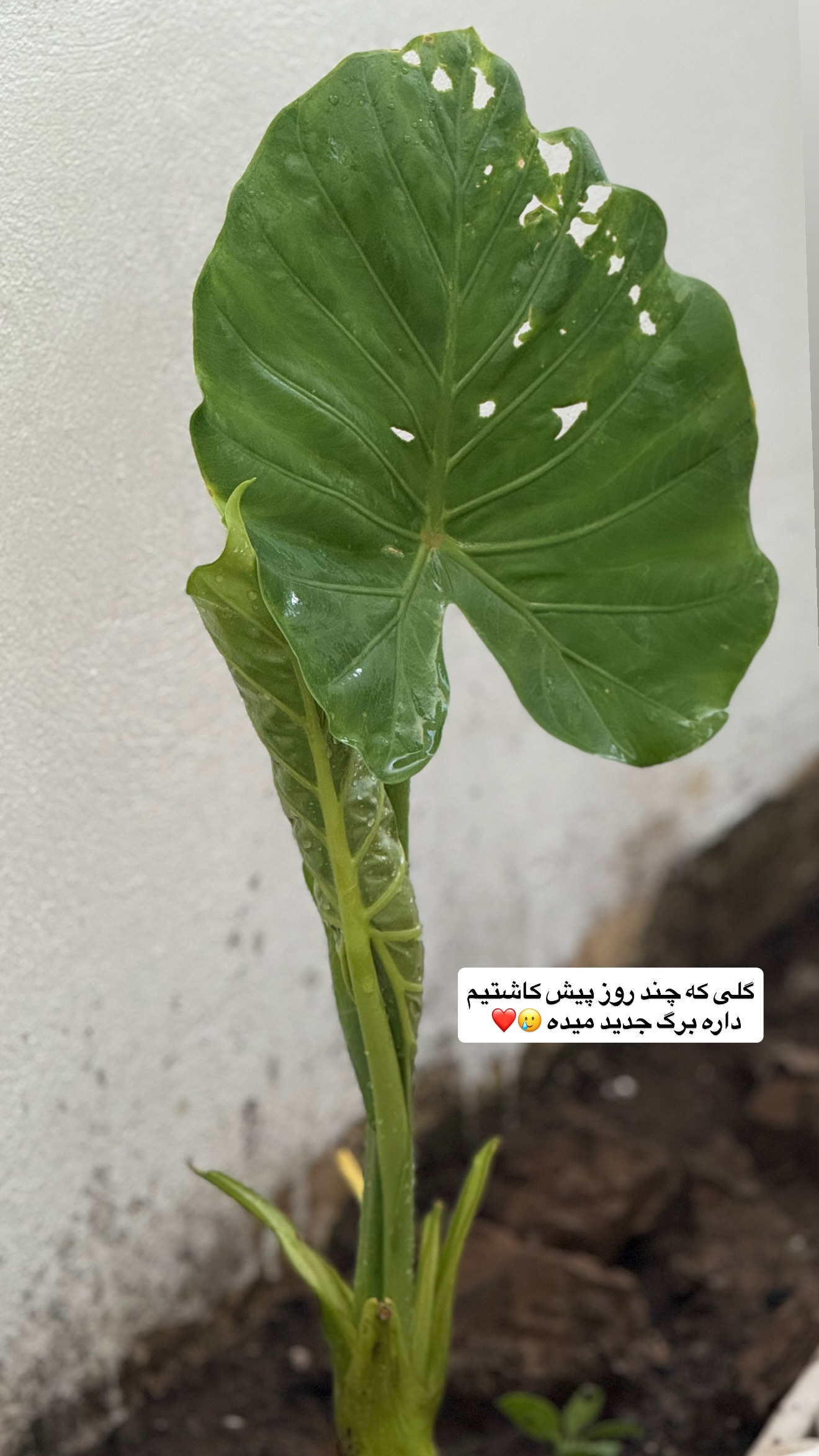  جدید ترین استوری اینستاگرام مونا