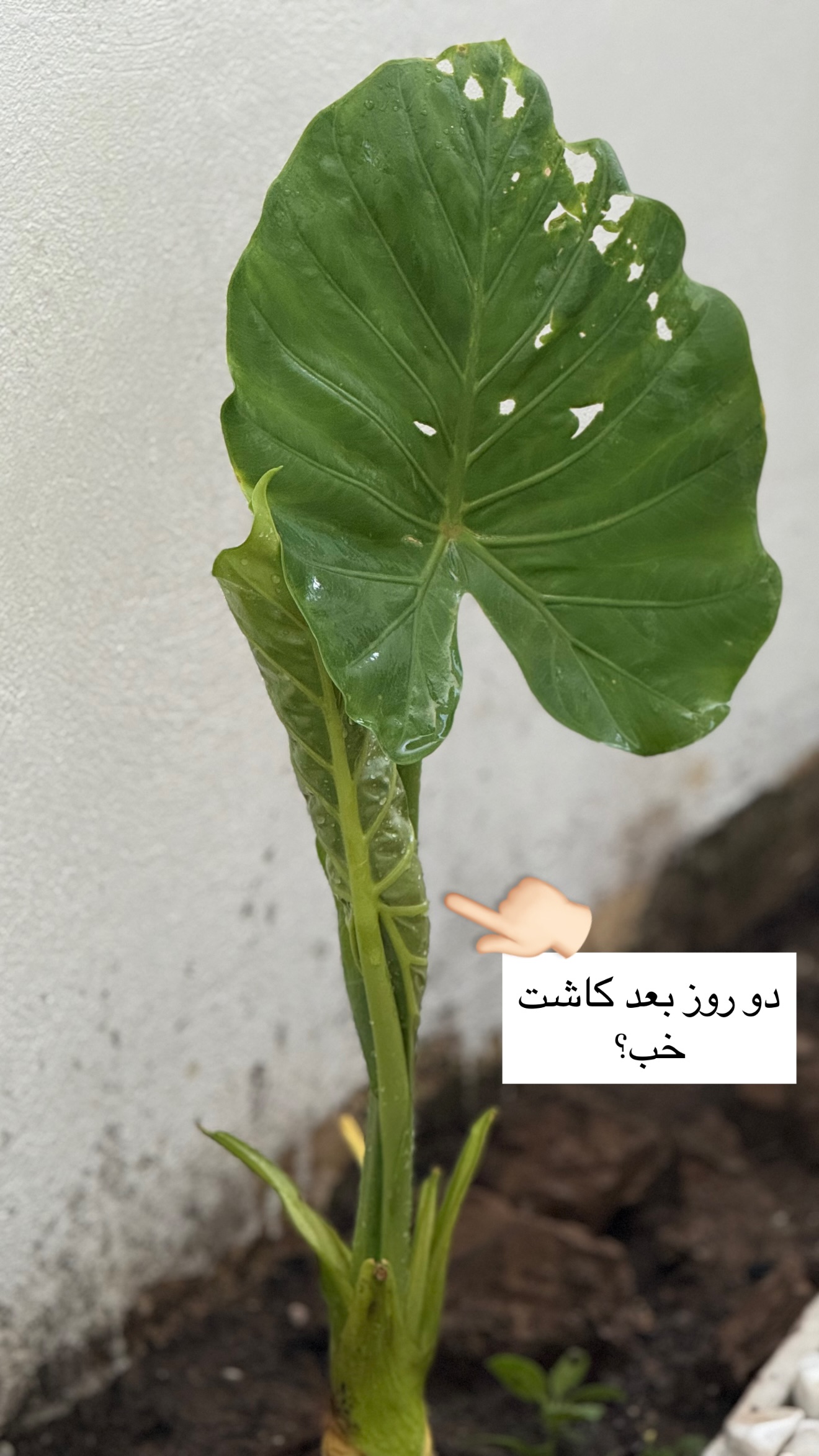  جدید ترین استوری اینستاگرام مونا