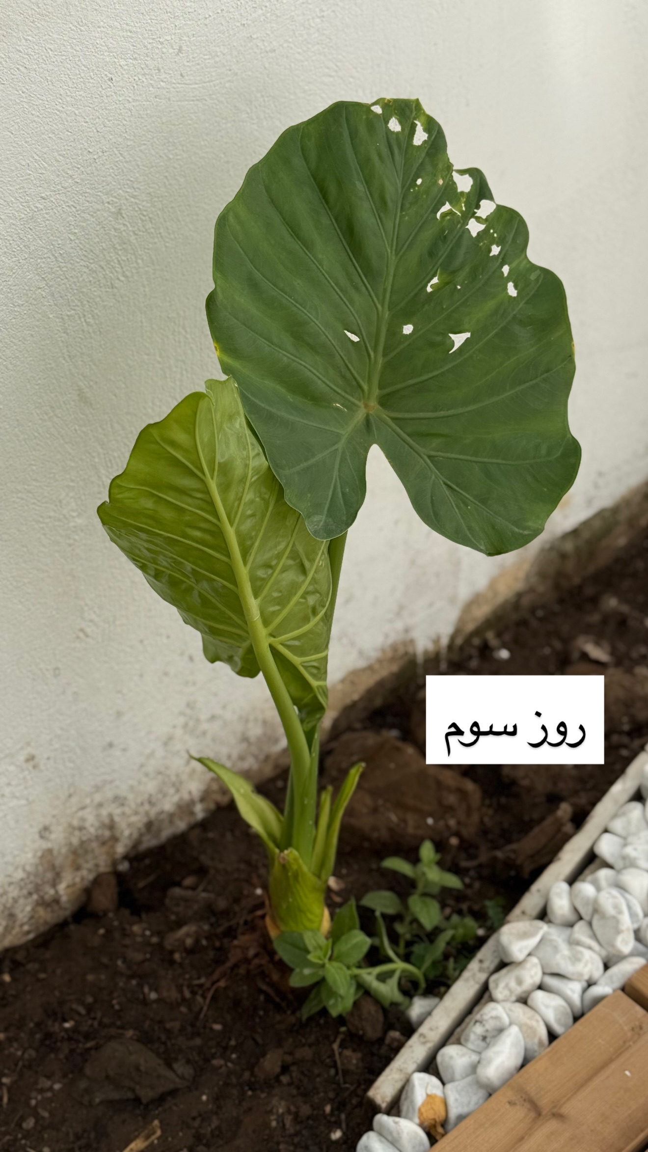  جدید ترین استوری اینستاگرام مونا