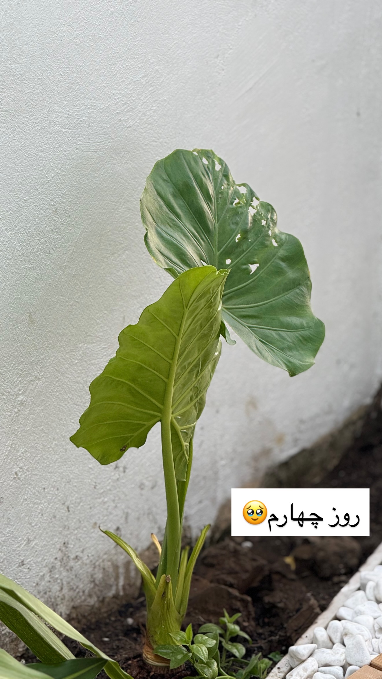  جدید ترین استوری اینستاگرام مونا