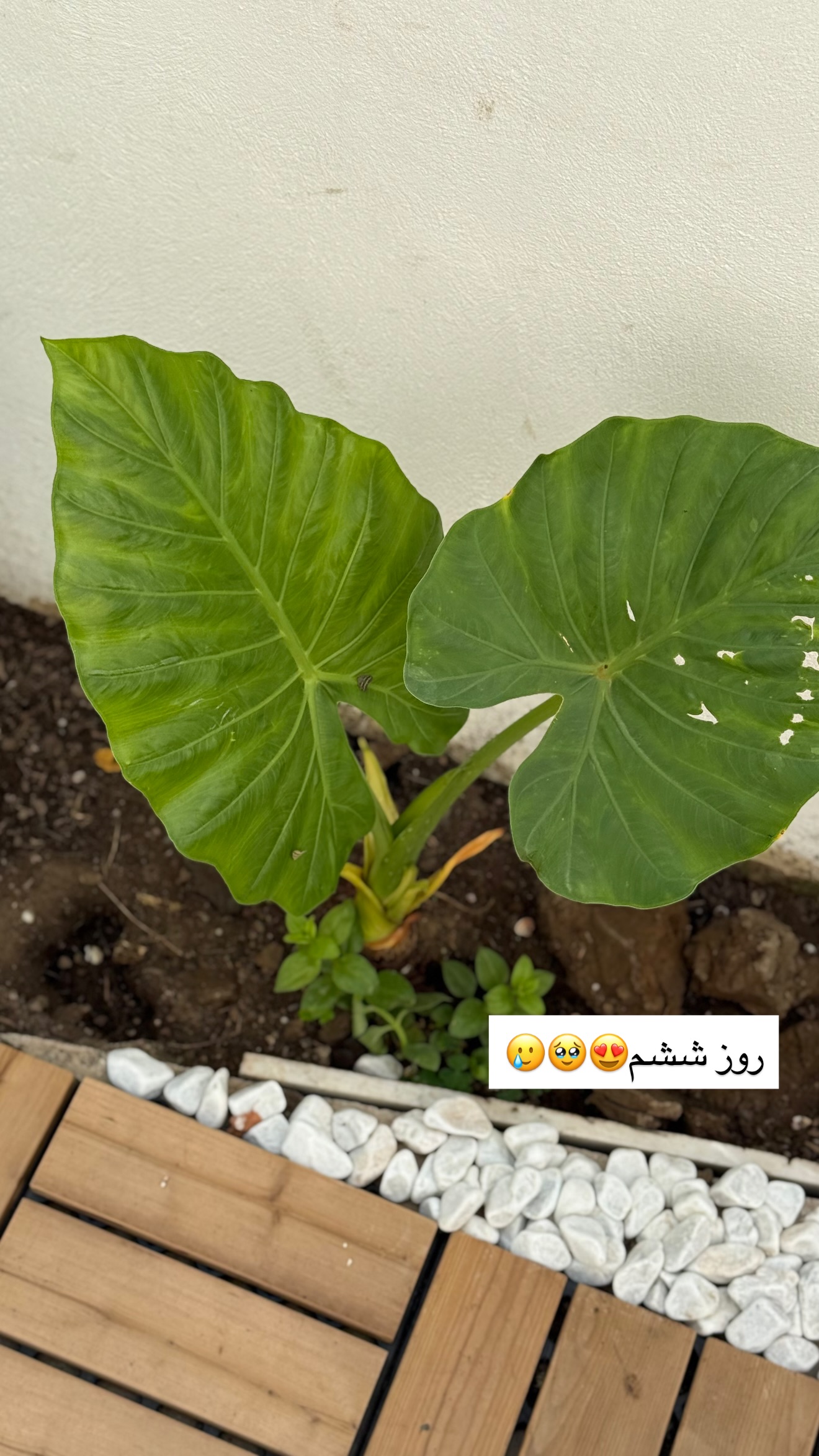  جدید ترین استوری اینستاگرام مونا