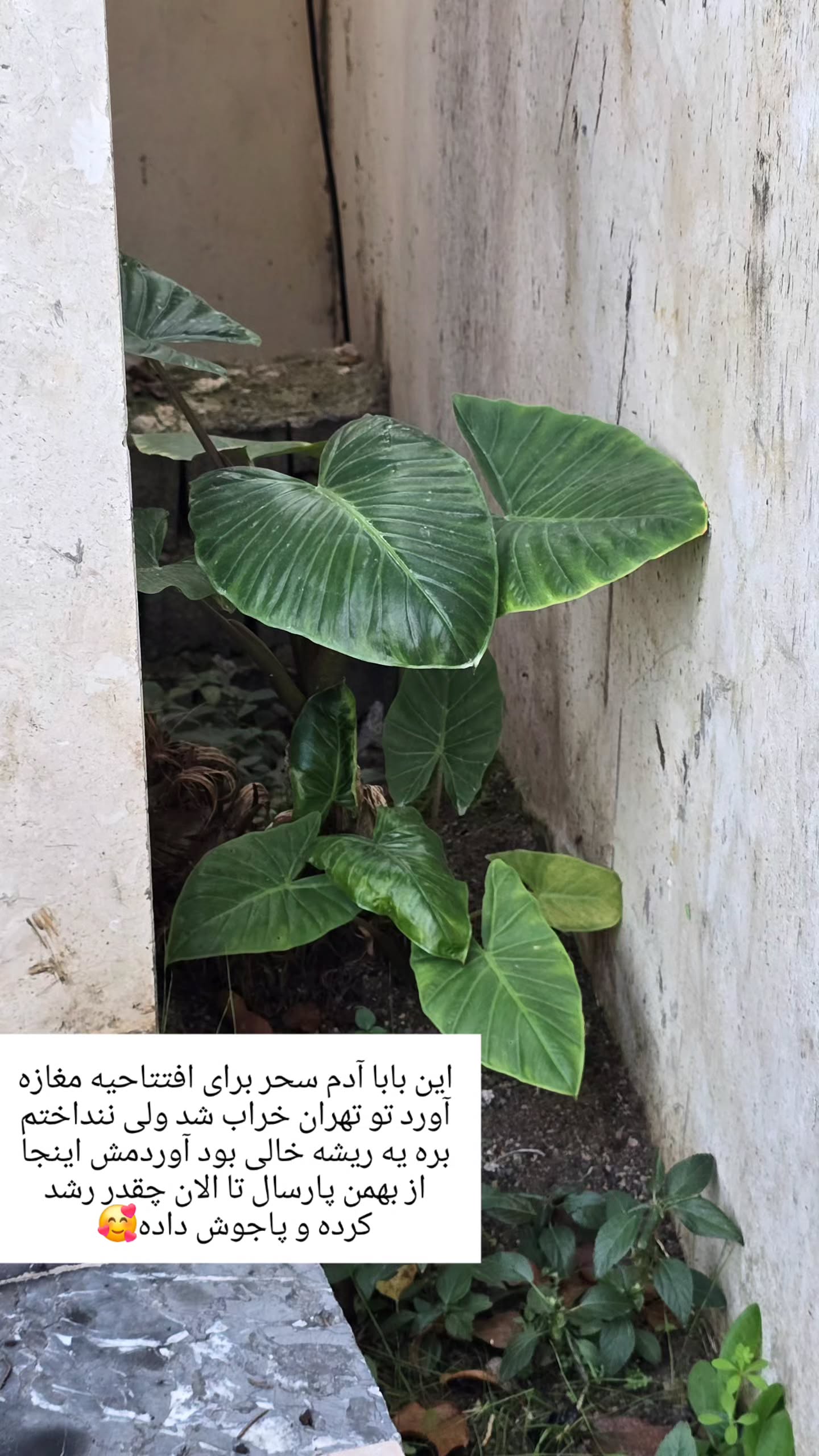  جدید ترین استوری اینستاگرام مروارید موجدی