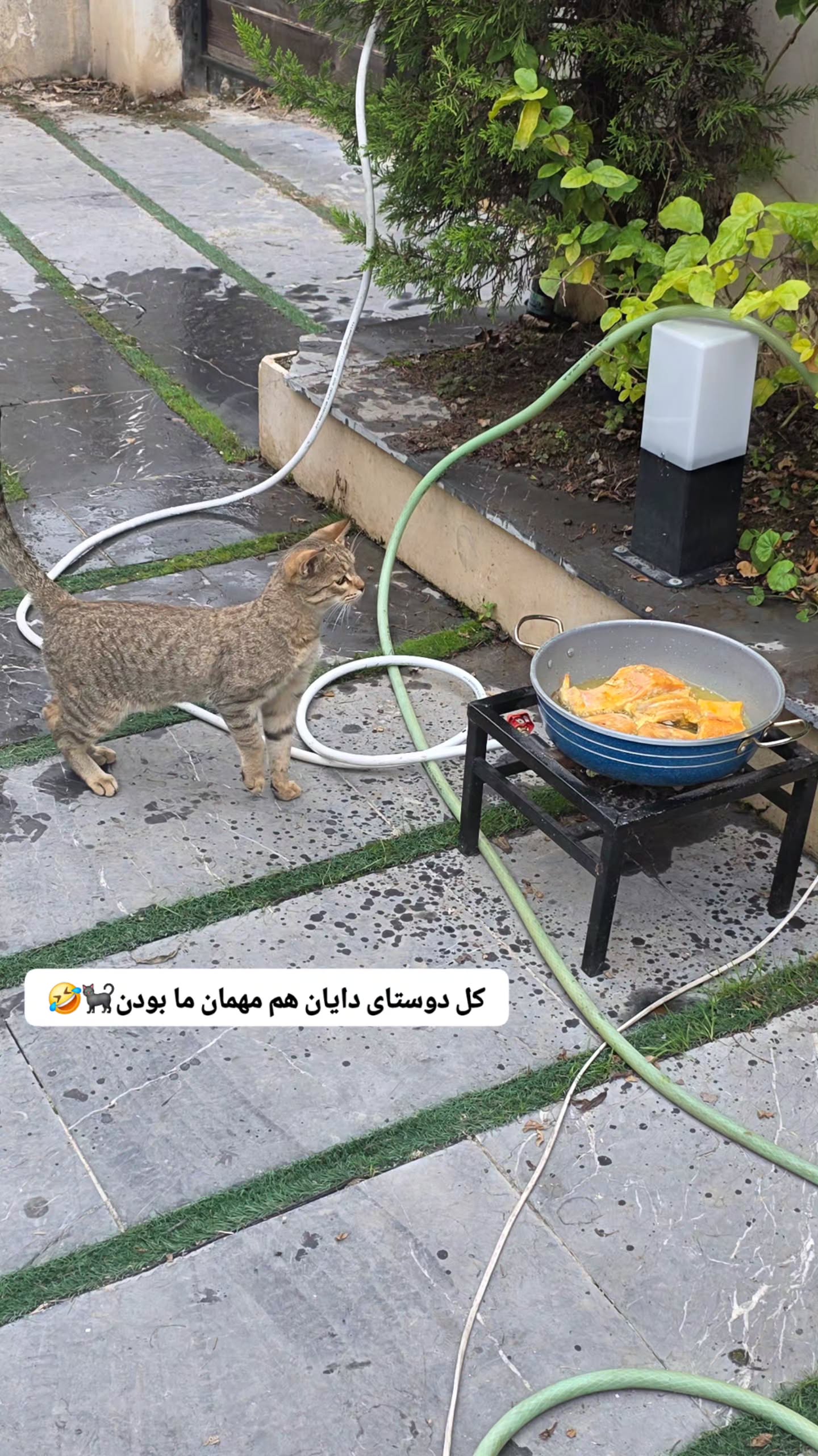  جدید ترین استوری اینستاگرام مروارید موجدی