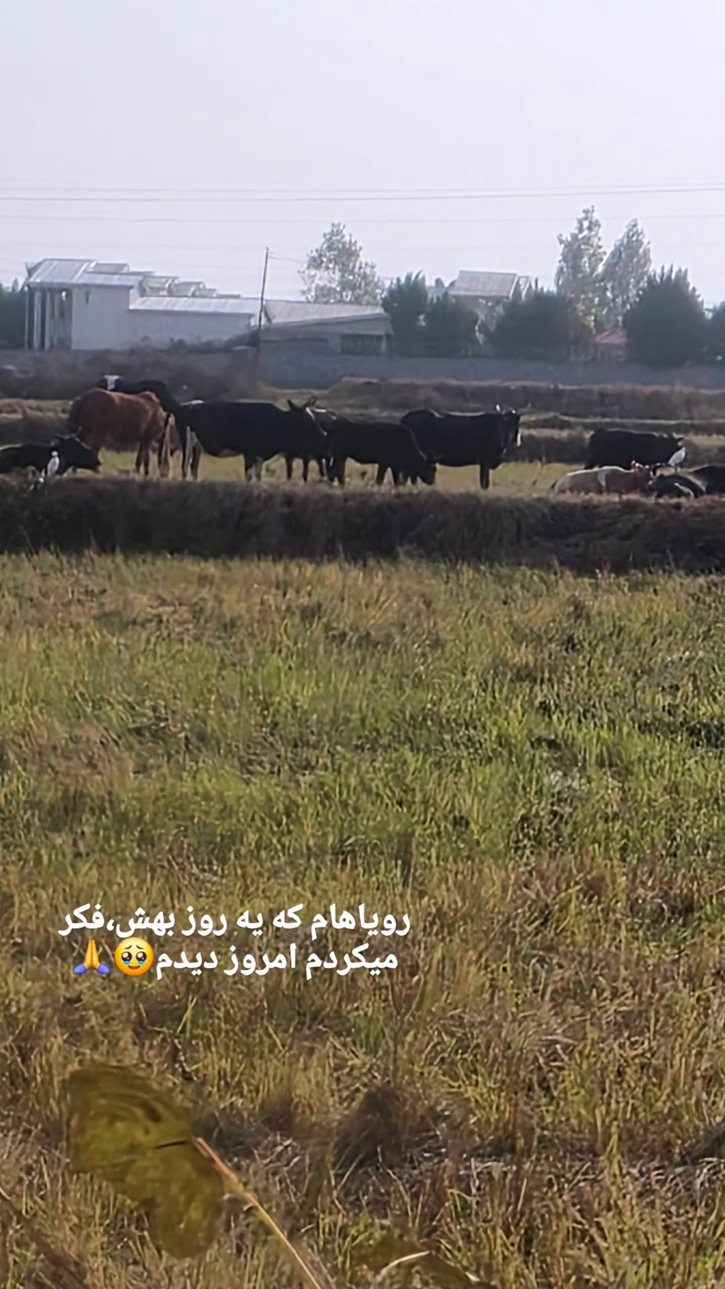  جدید ترین استوری اینستاگرام مروارید موجدی