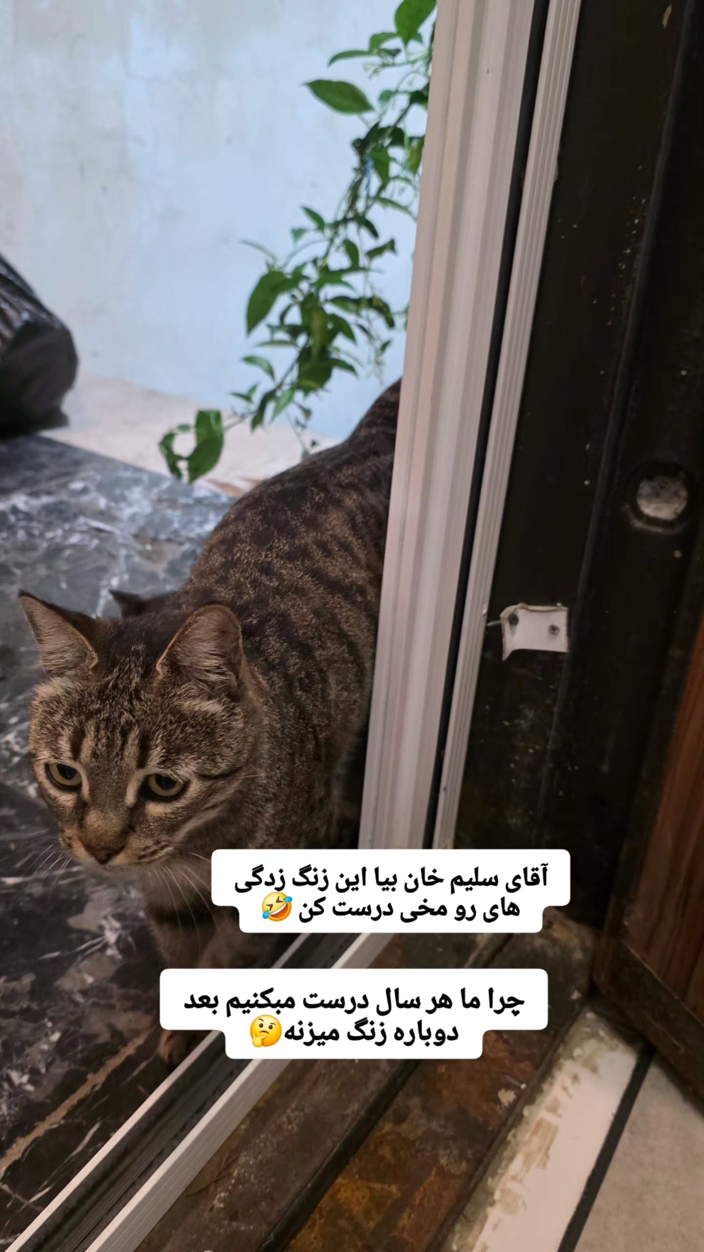  جدید ترین استوری اینستاگرام مروارید موجدی