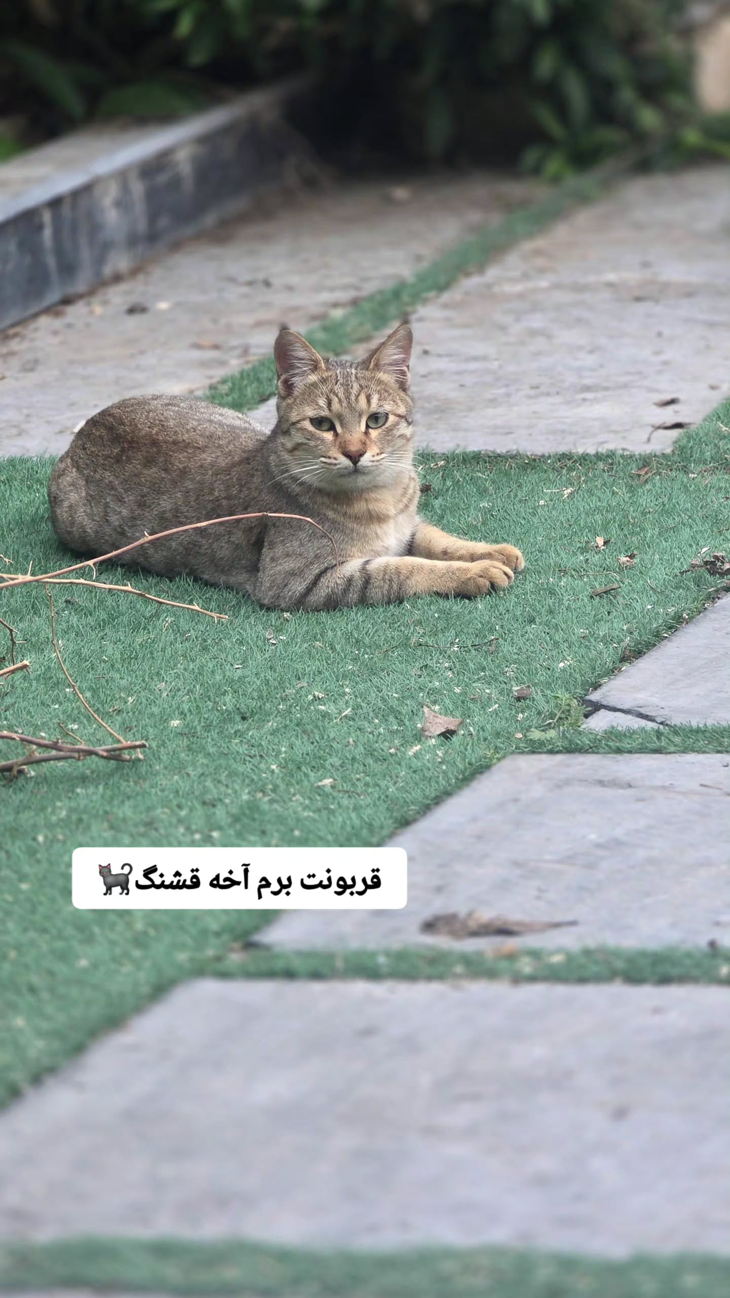  جدید ترین استوری اینستاگرام مروارید موجدی