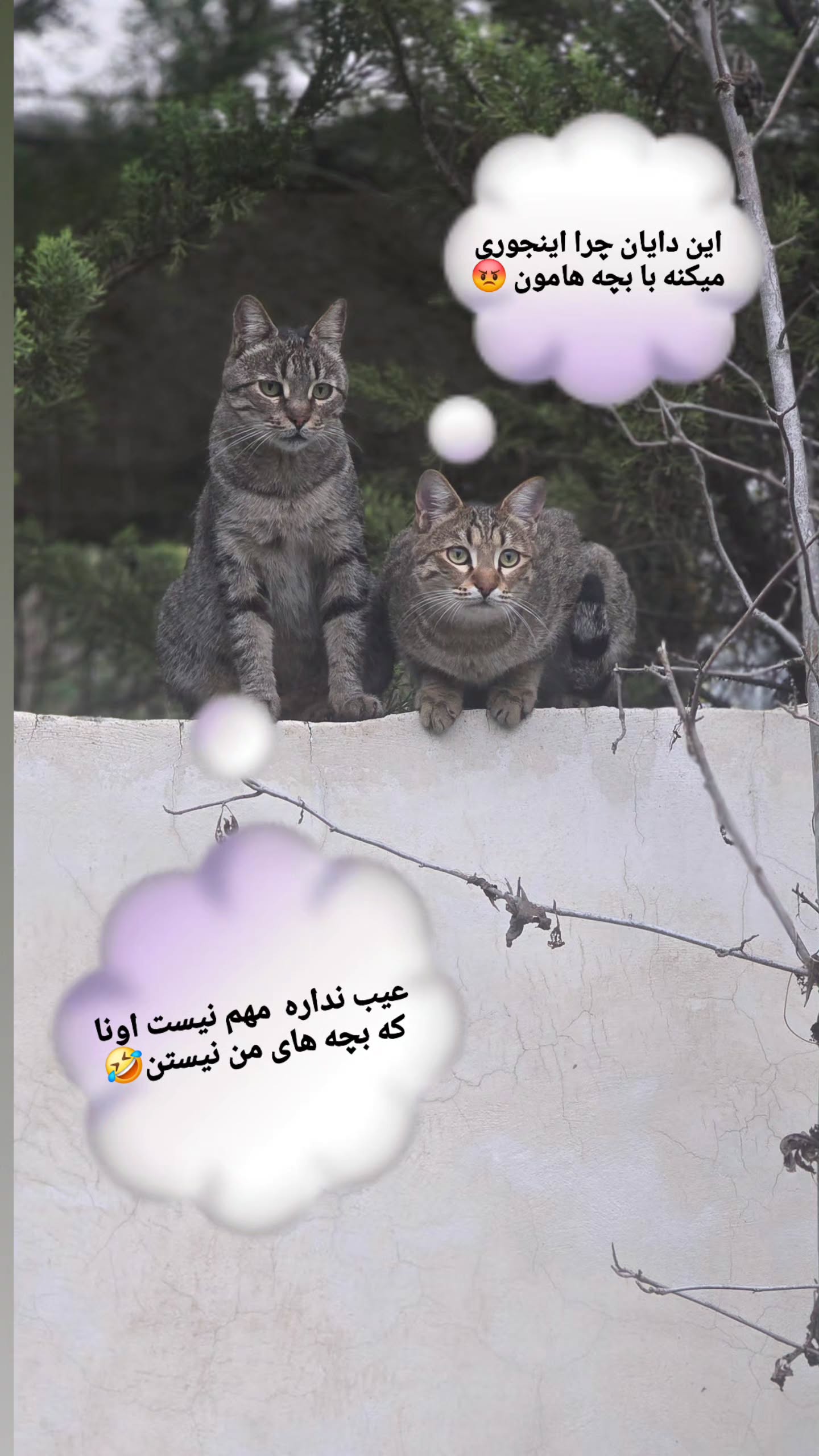  جدید ترین استوری اینستاگرام مروارید موجدی