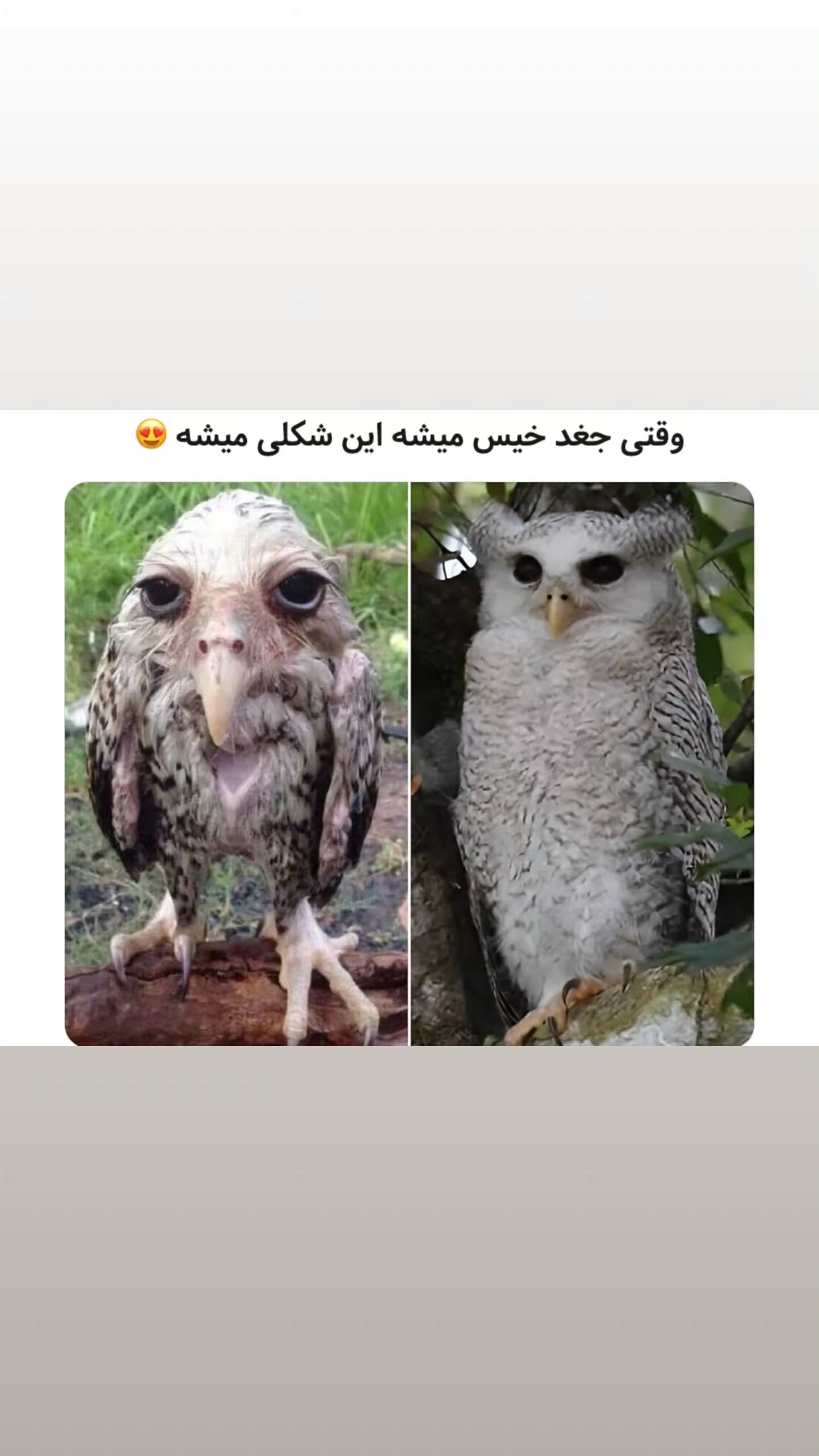  جدید ترین استوری اینستاگرام مصطفی احمدی
