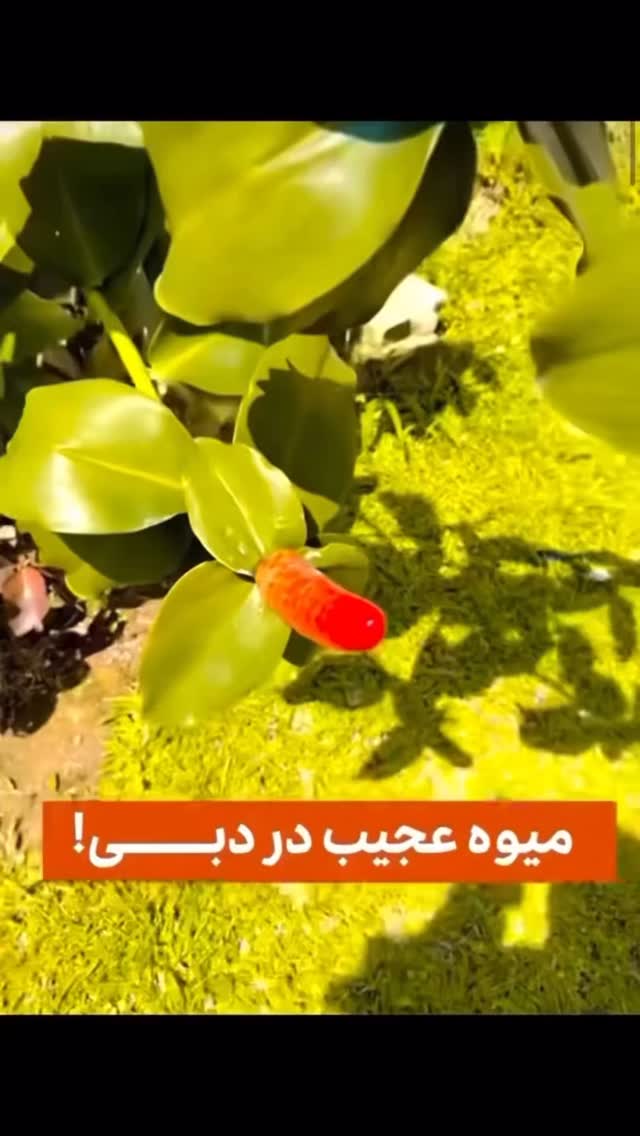  جدید ترین استوری اینستاگرام مصطفی قنبری