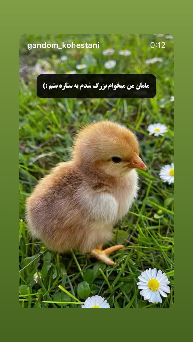  جدید ترین استوری اینستاگرام mostafasahebiofficial
