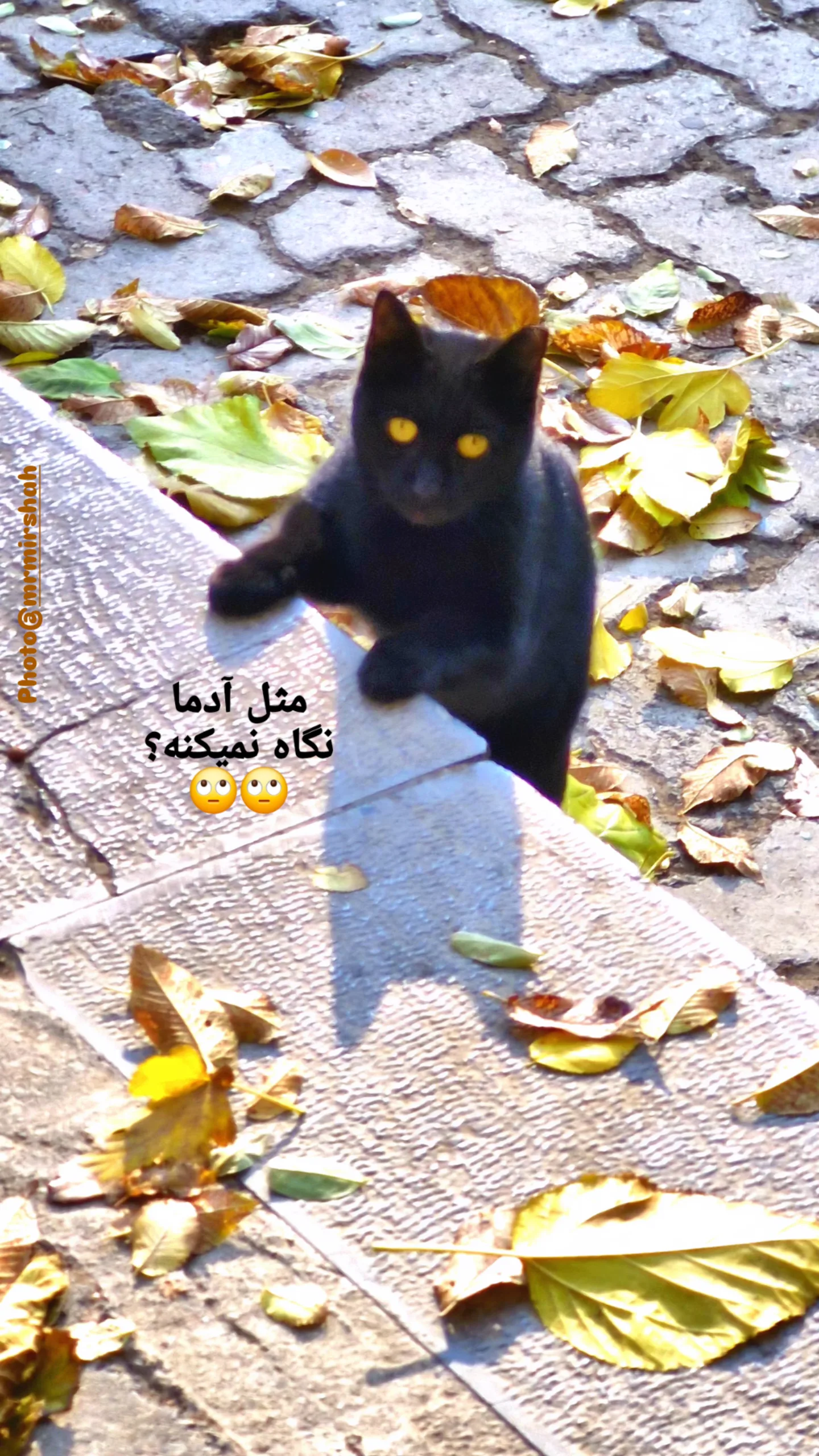  جدید ترین استوری اینستاگرام محمد رضا میرشاه ولد
