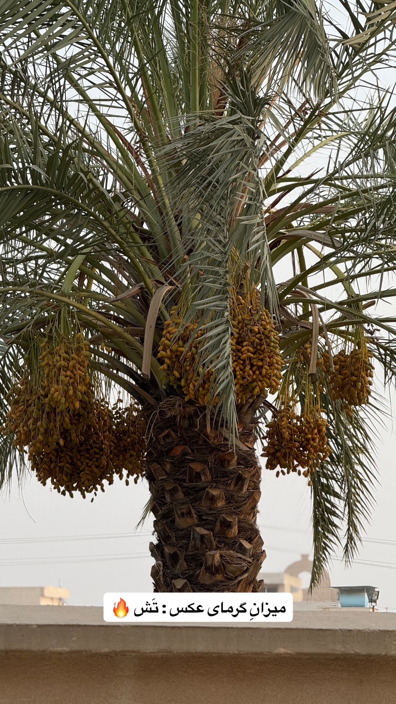  جدید ترین استوری اینستاگرام نيره سادات ميرخليلى