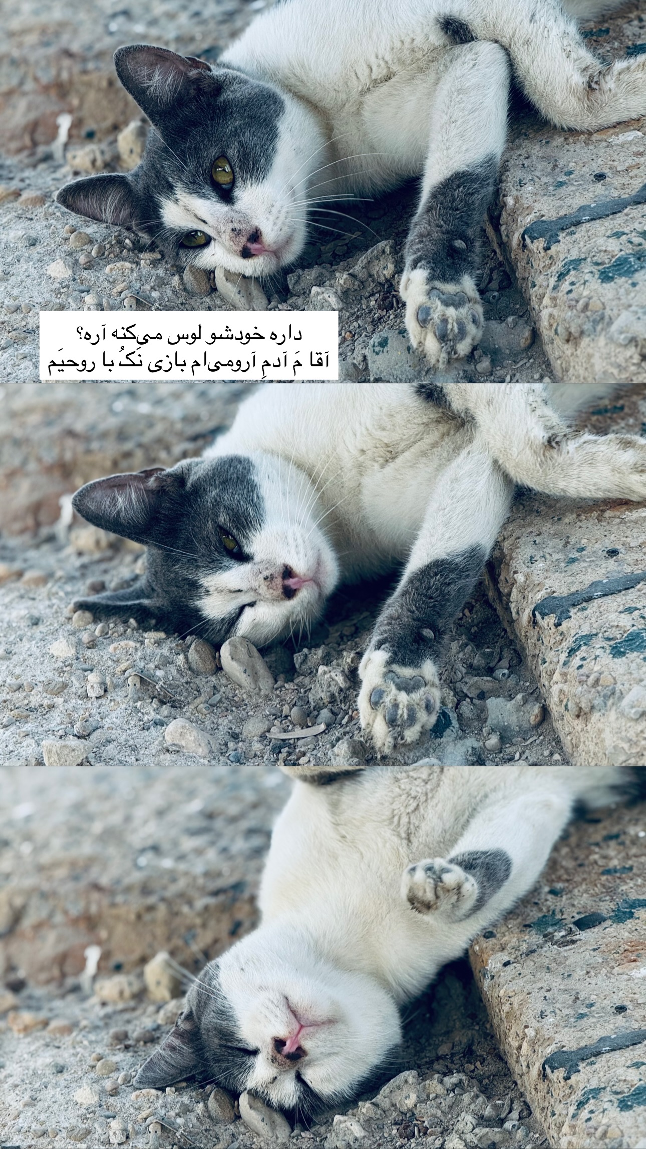  جدید ترین استوری اینستاگرام نيره سادات ميرخليلى