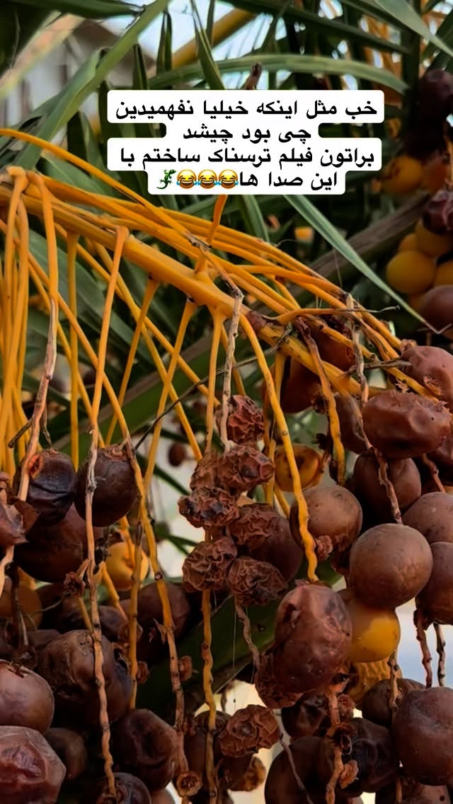  جدید ترین استوری اینستاگرام نفیسه عابدی