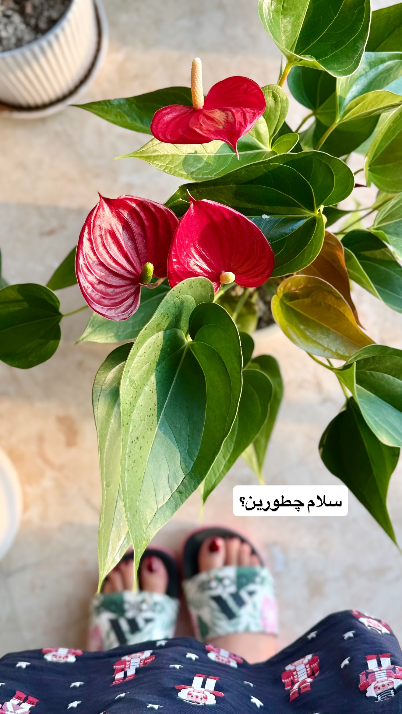  جدید ترین استوری اینستاگرام نفیسه عابدی