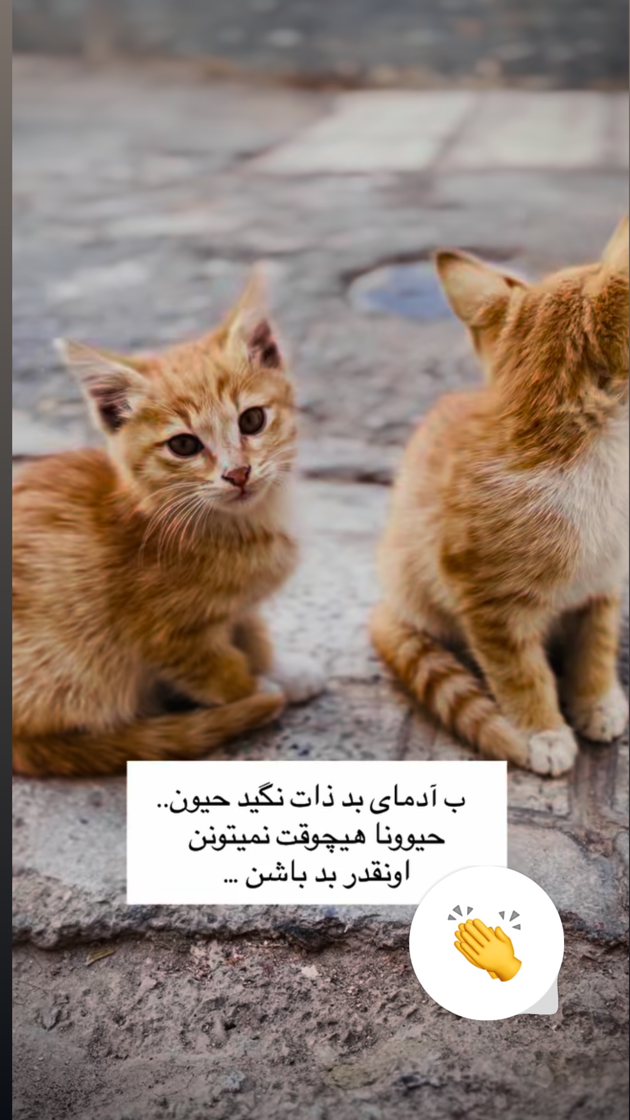  جدید ترین استوری اینستاگرام نفیسه روشن