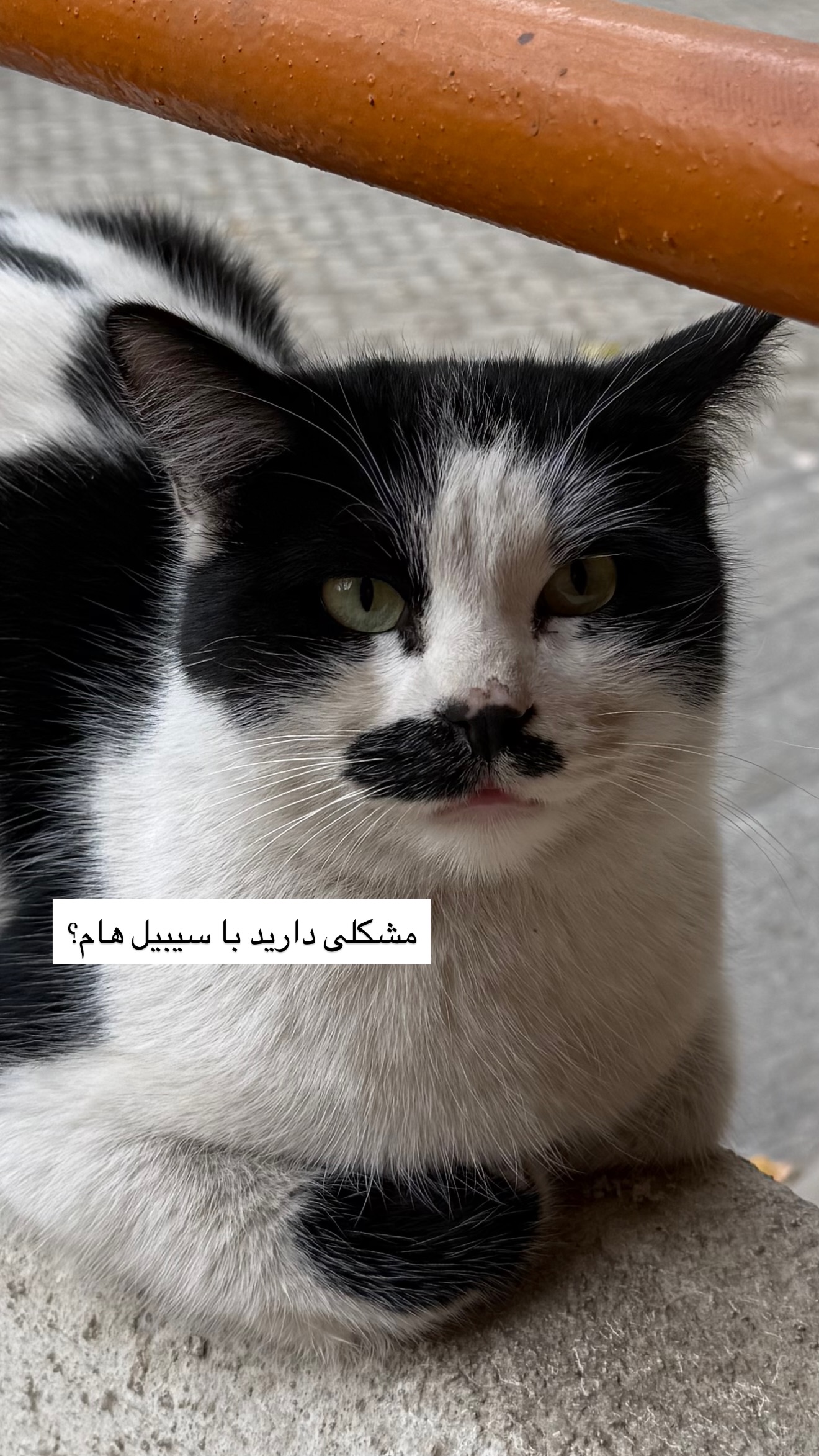  جدید ترین استوری اینستاگرام نغمه مرادآبادى